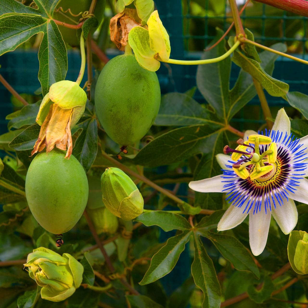 Mixrug Orangic Passion Fruit Seeds for Planting Outdoor, 15pcs Passion Fruit Passiflora Seed Non-GMO Heirloom Sweet Edible Fruit, Sweet Juicy Fruits Plants in Your Home Garden