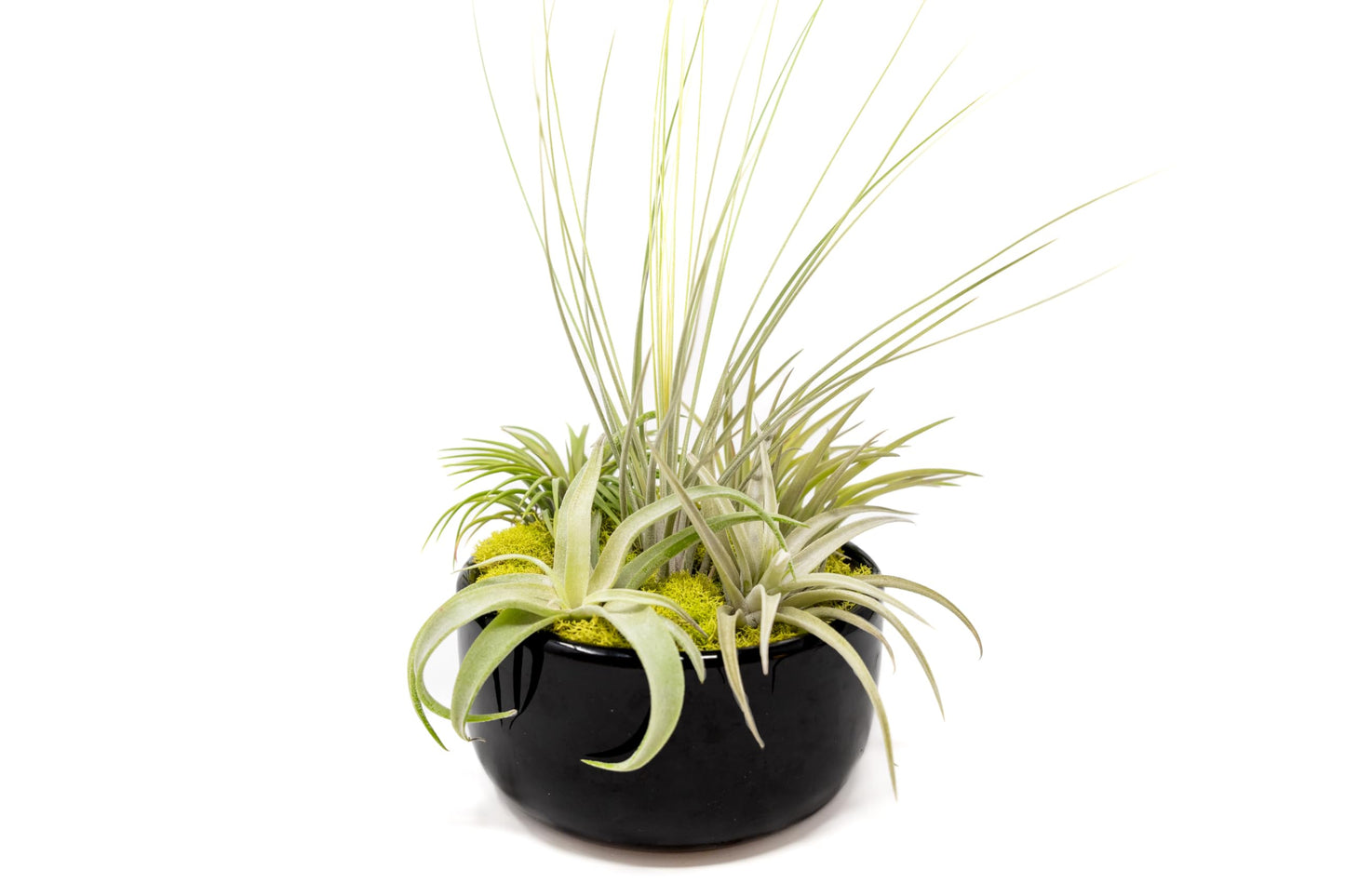 Air Plant Shop Large Assembled Air Plant Bowl Garden - Wholesale and Bulk - Succulents - Live Tillandsia - Easy Care Indoor and Outdoor House Plants (5 Assorted Air Plants)