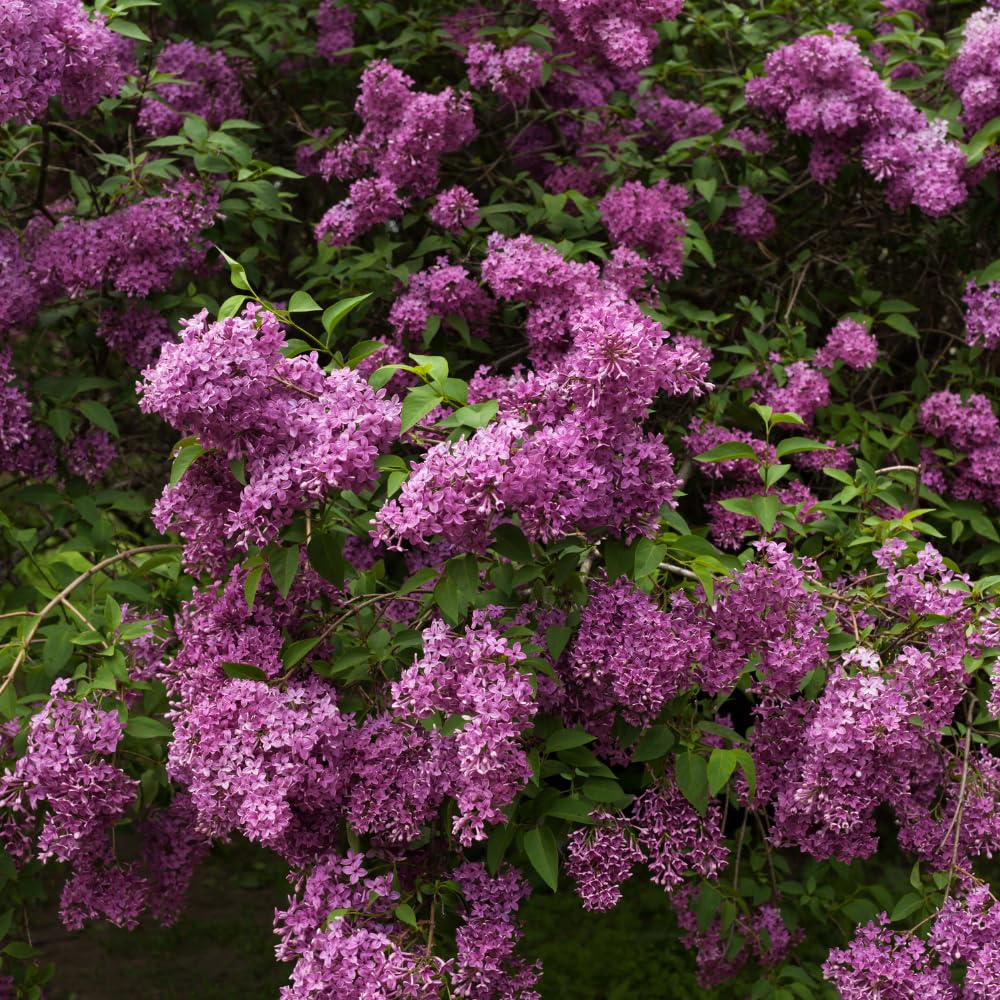 Lilac Tree Live Plant, Dark Purple Lilac Bushes Live Plant, Quart Pot, Dormant in Winter