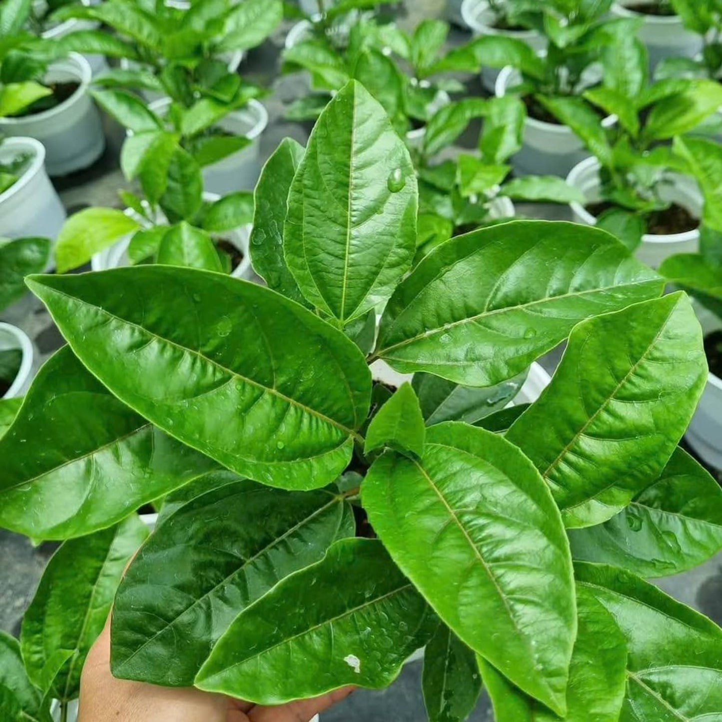 Passion Fruit Plant Live - Red Passiflora Edulis | 4 Inch Tall, Tropical Climbing Vine with Red Blooms for Trellises, Fences & Outdoor Gardens