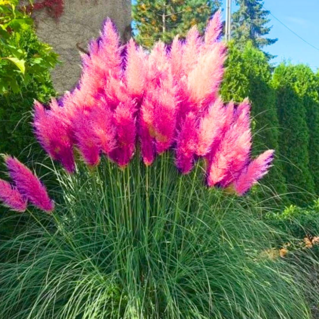 2 Grass Ornamental Grasses Seedlings, Live Grass Perennial Hardy Ornamental Plants, Outdoor Planting, 5-9" Tall (Pink Pampas)