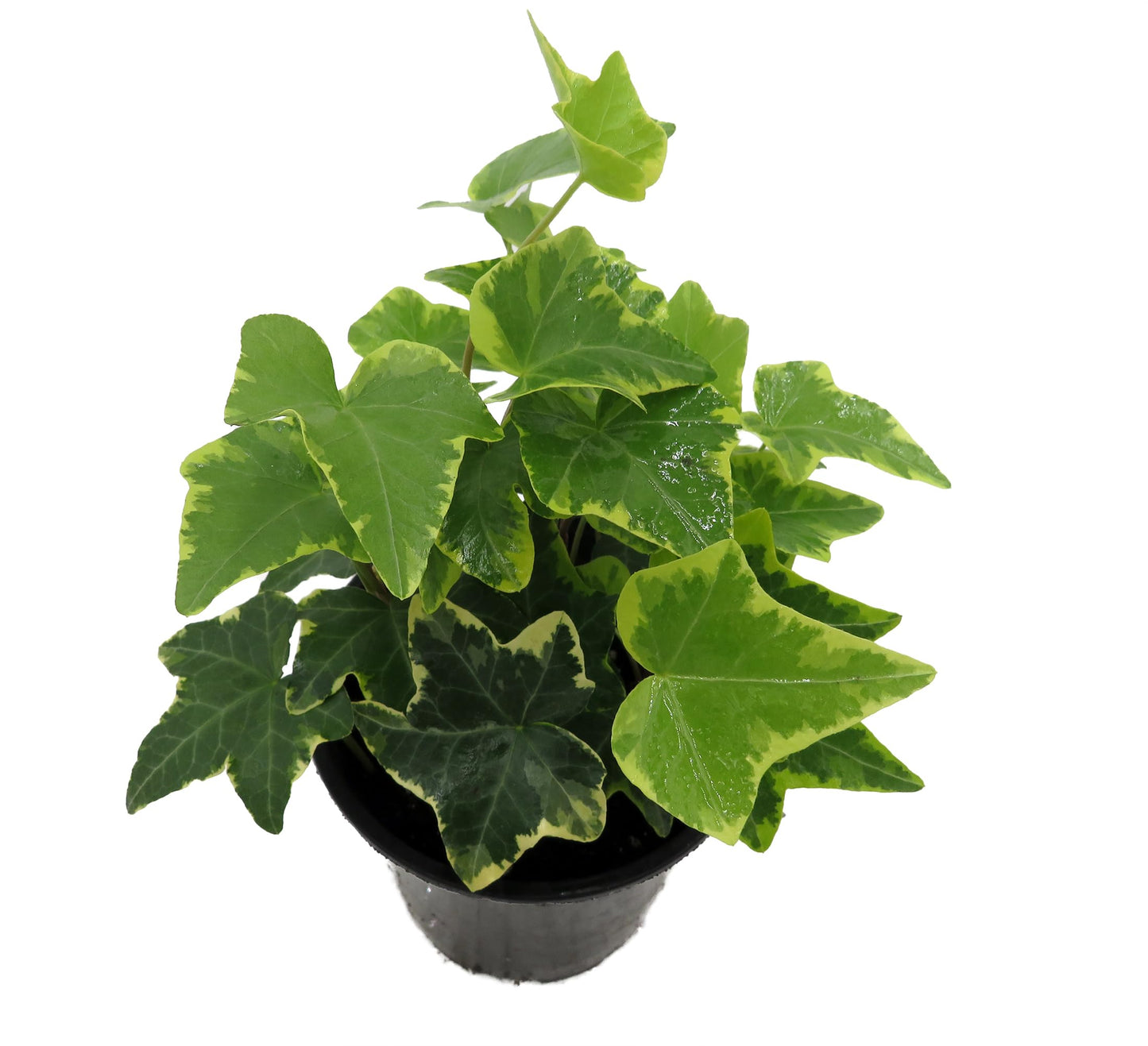Gold Child English Ivy - Hardy Groundcover/House Plant - Sun or Shade - 4" Pot