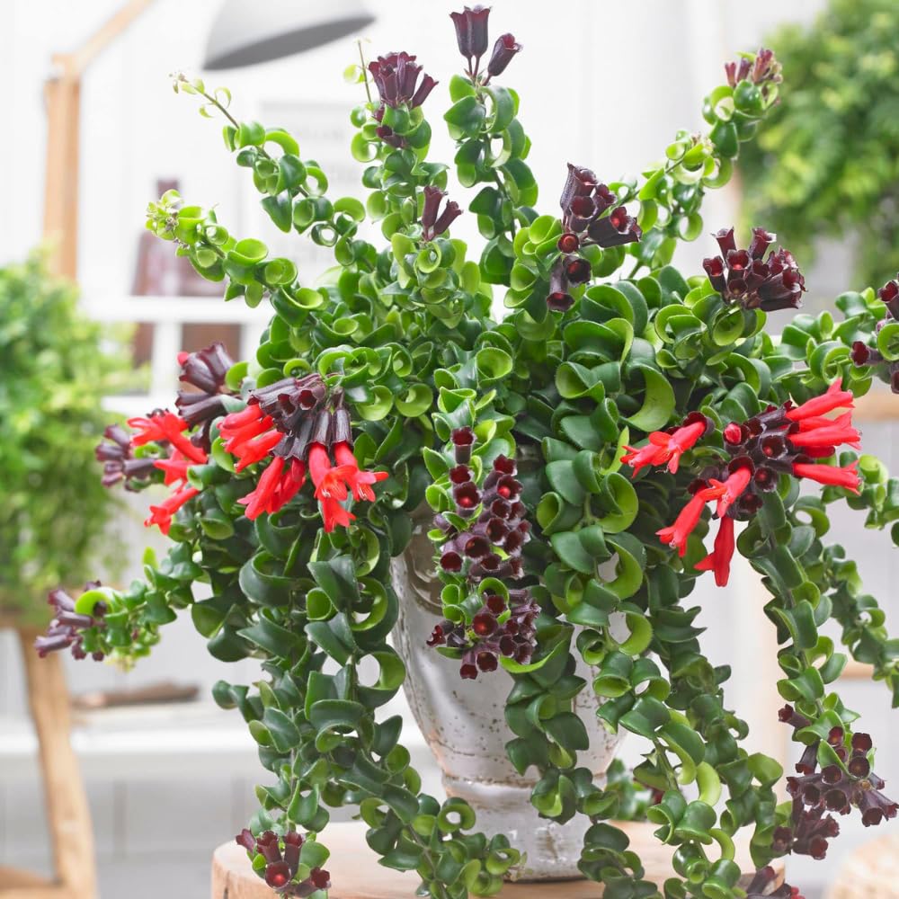 Trailing Curly Lipstick Plant Live, 8-10'' Long, Aeschynanthus Lipstick Live Plant in 3.5'' Pot, Rare Houseplant, Live Indoor Plant, Twisted Lipstick
