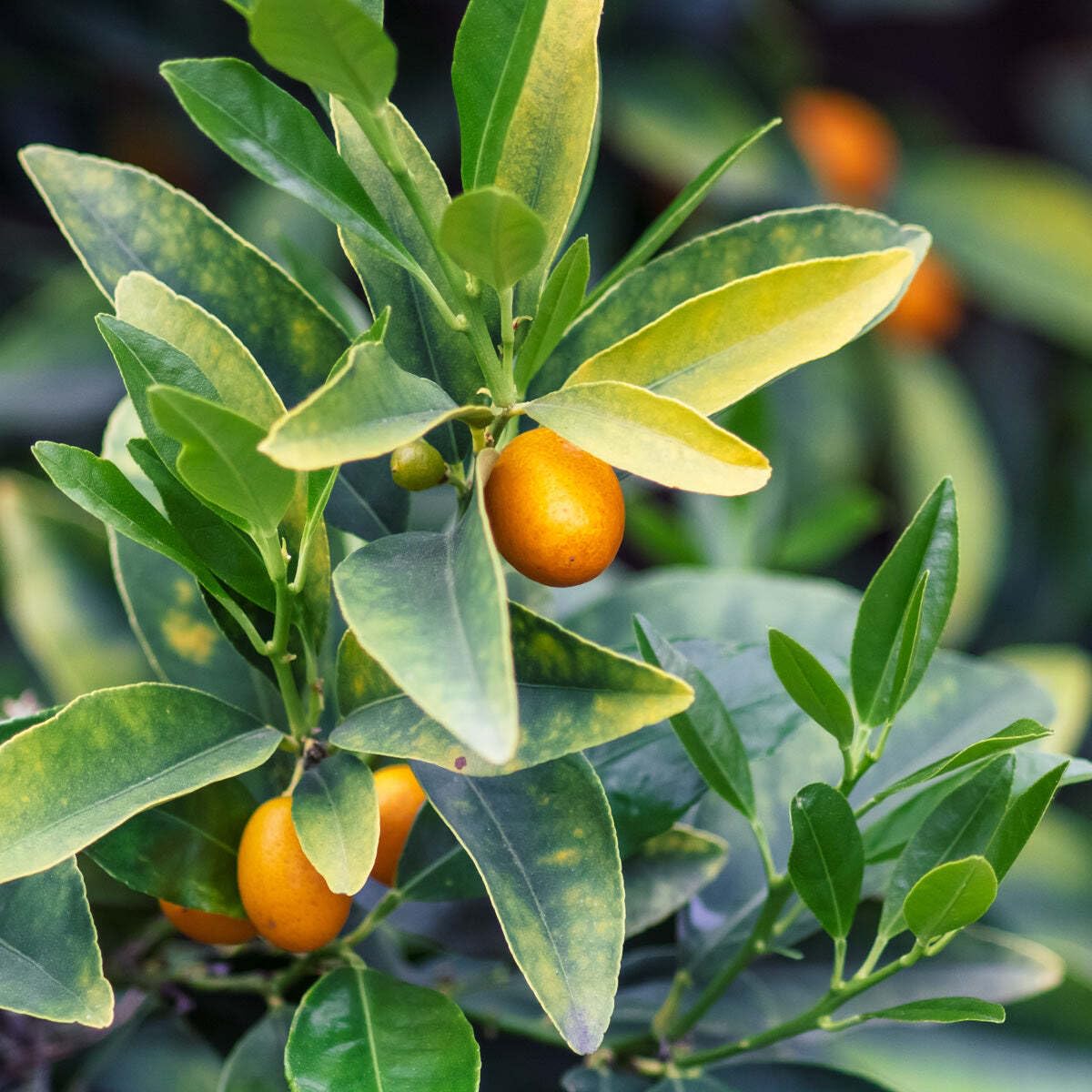 Live Plant - Meiwa Kumquat Tree - 12-24" Tall - 1-2 Foot Tall Live Citrus Plant - Grafted