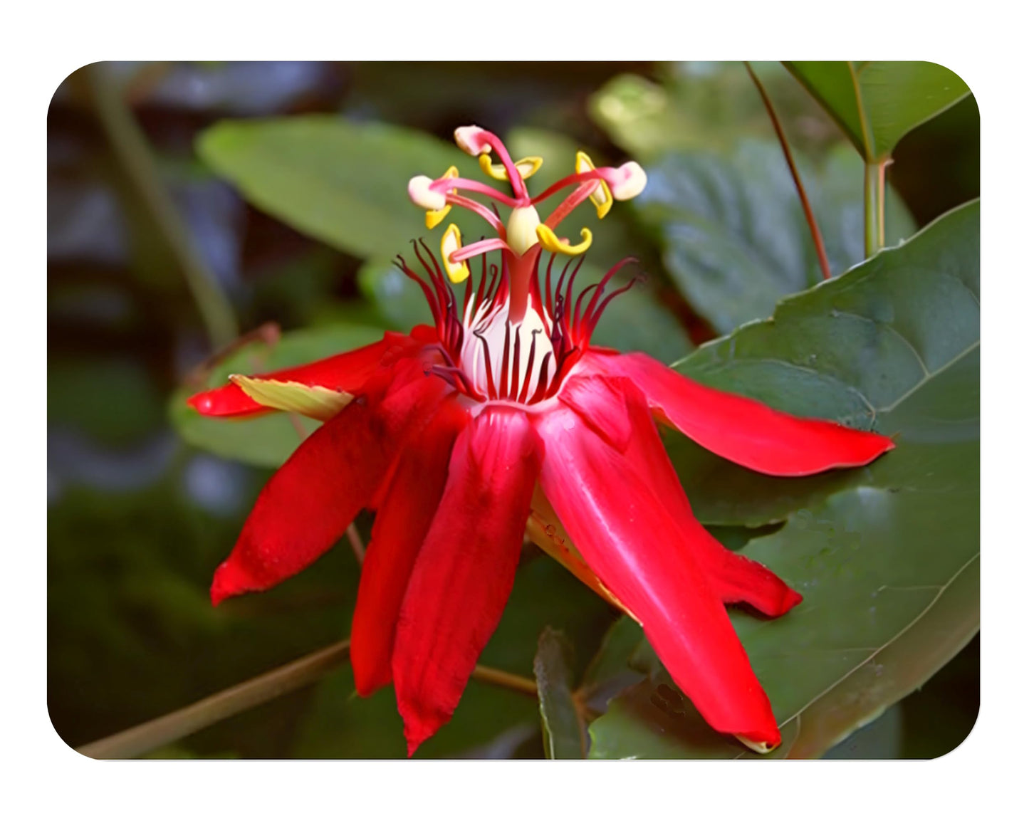 Scarlet Flame - Passion Flower Vine - Passiflora coccinea Hybrid - Live Plant Starter - Large Red Bloom - 10-14 Inches Tall - 4 Inch Pot