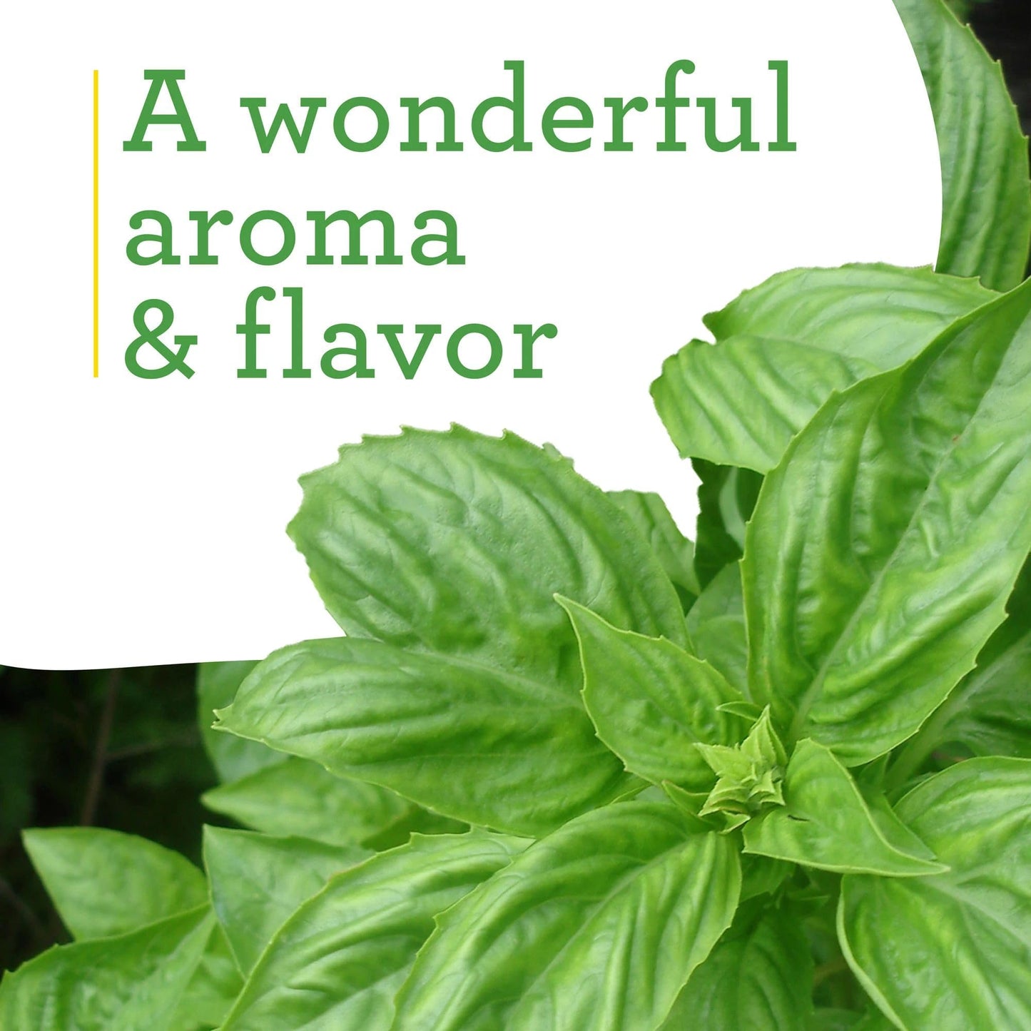 Bonnie Plants Sweet Basil Plug, Live Plant, for Salads, Drinks, Asian and Italian Dishes, Full Sun, 3 Cubic in., 6 Pack