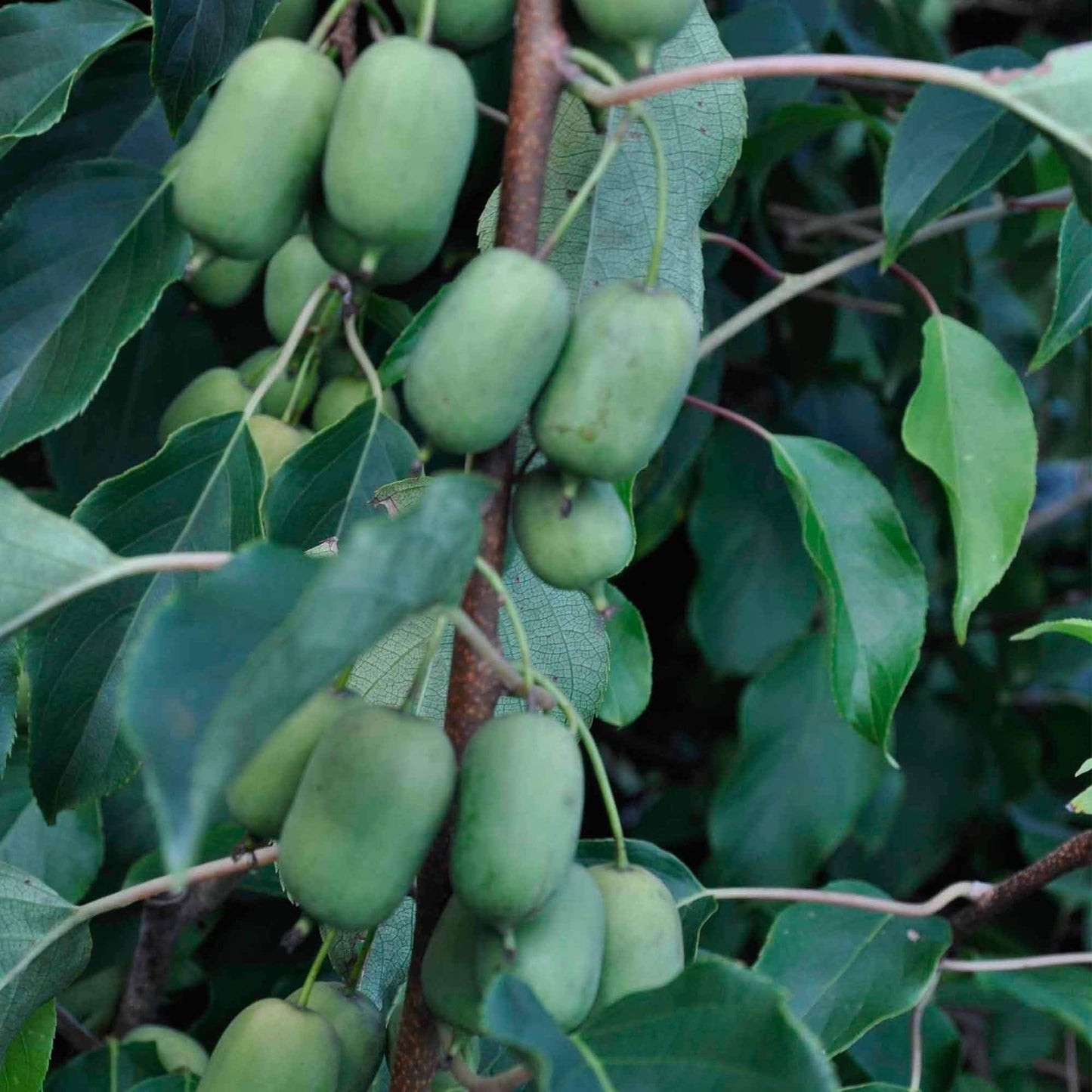 Palm Beach Medicinal Herbs Hardy Kiwi Seeds (Actinidia arguta) Pack of 10 Seeds