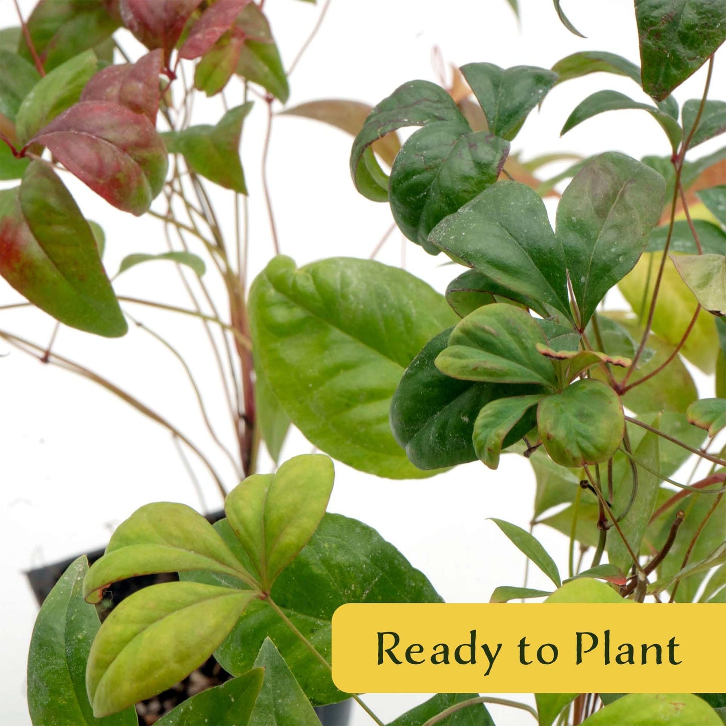 4 Fire Power Heavenly Bamboo in 2.5” Nursery Cubes (Nandina domestica 'Fire Power') | Dwarf Evergreen Shrub with Bright Red Foliage and Compact Growth | Live Starter Plants