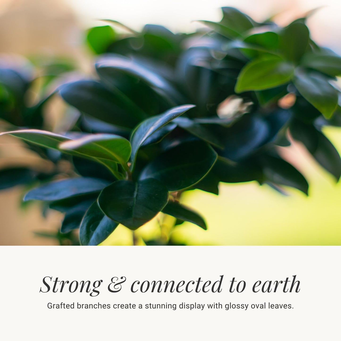 BloomsyBox - Ginseng Grafted Ficus: Natural Plant | Aesthetic Appeal, Air Purifying Plant, Long-Lasting, Low Maintenance Care, Desk Decoration - Flower Delivery, Birthday Flowers, Anniversary Flowers