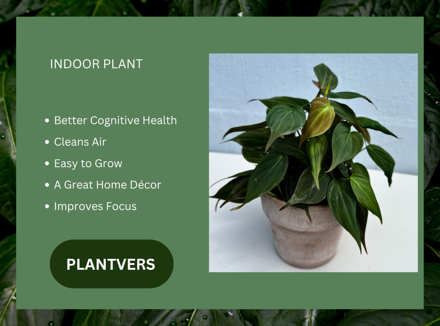 PLANTVERS Philodendron Mican in a 4" Grow Pot - Velvet Leaf Philodendron – Vining Indoor Plant – Easy Care Low Maintenance Houseplant – Low Light Trailing Indoor Plant
