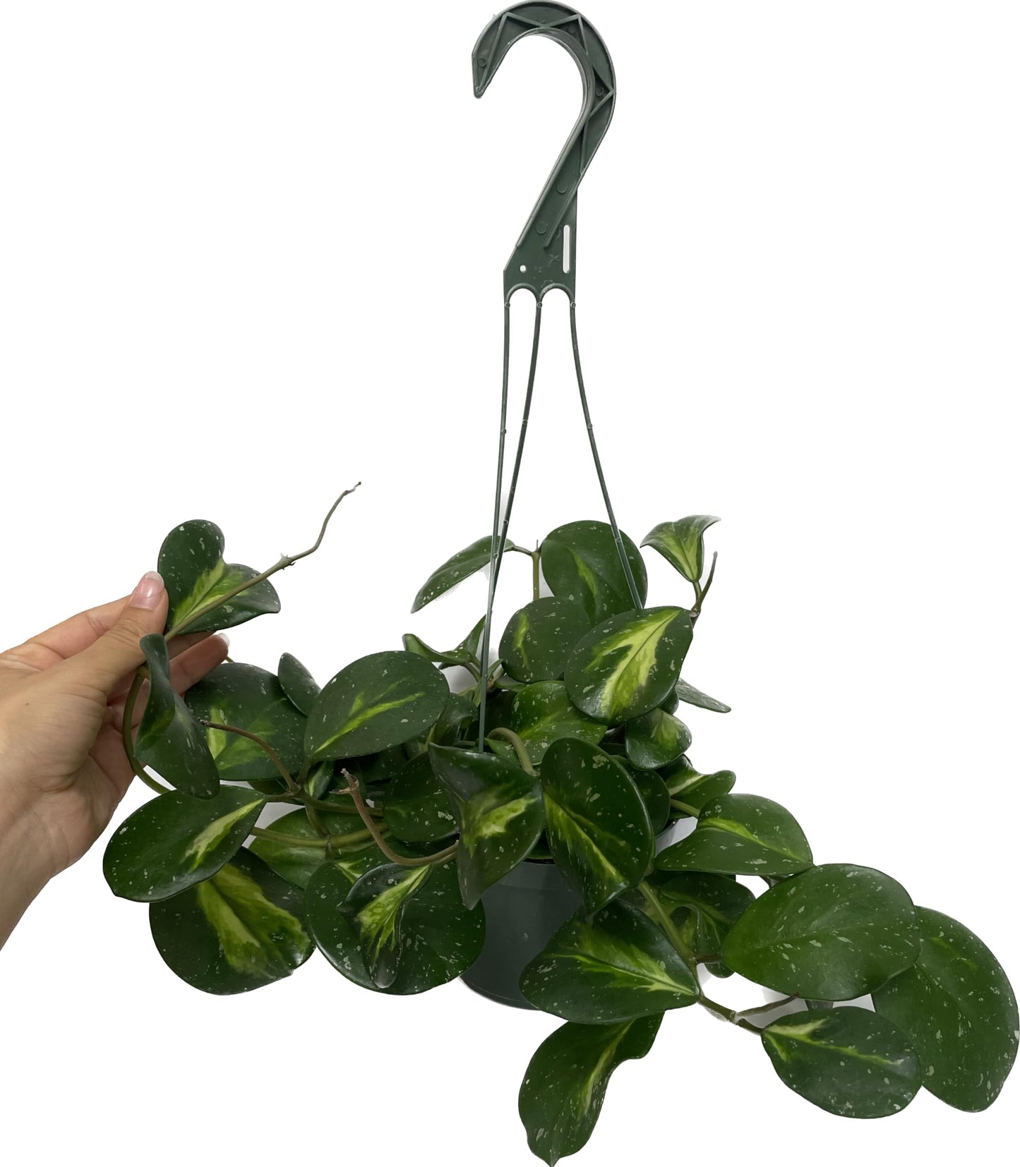 Variegated Hoya Obovata Spalsh Available in 2" Pot, 4" Pot, and 6" Hanging Pot - Hoya Live Plants Live Houseplants - California Seller (4" Pot, 2 Plants(stem))