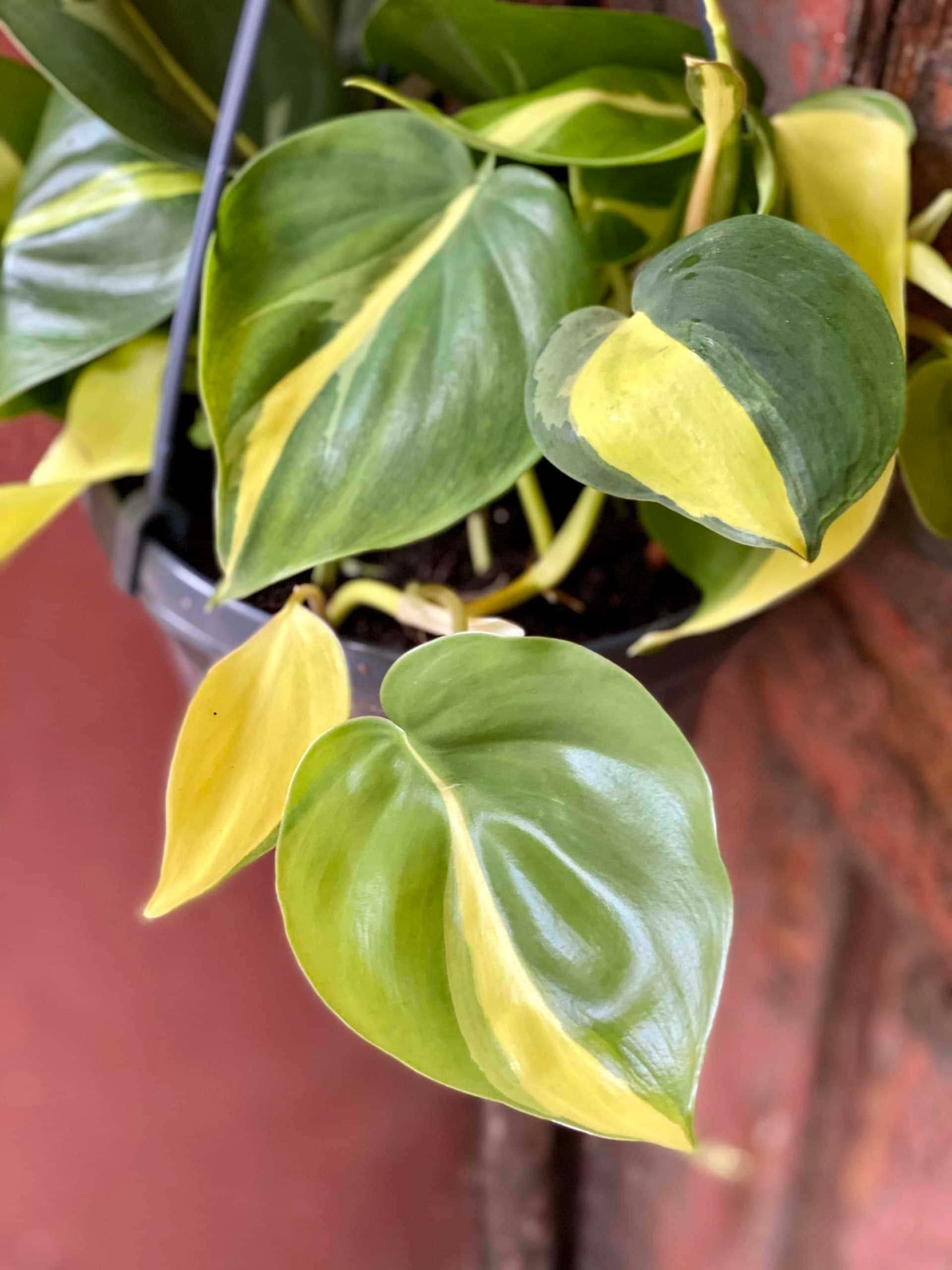 Philodendron Brasil - Live Plant in a 4 Inch Pot - Beautiful Elegant Vining Indoor Houseplant - Air Purifying