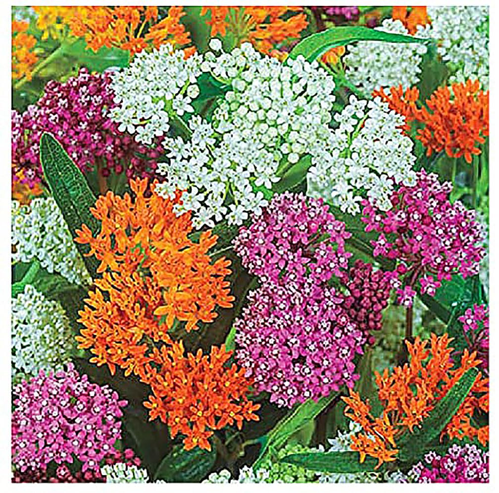 Pink Swamp Milkweed Seeds to Help Save The Monarch Butterflies - Incarnata Milkweed
