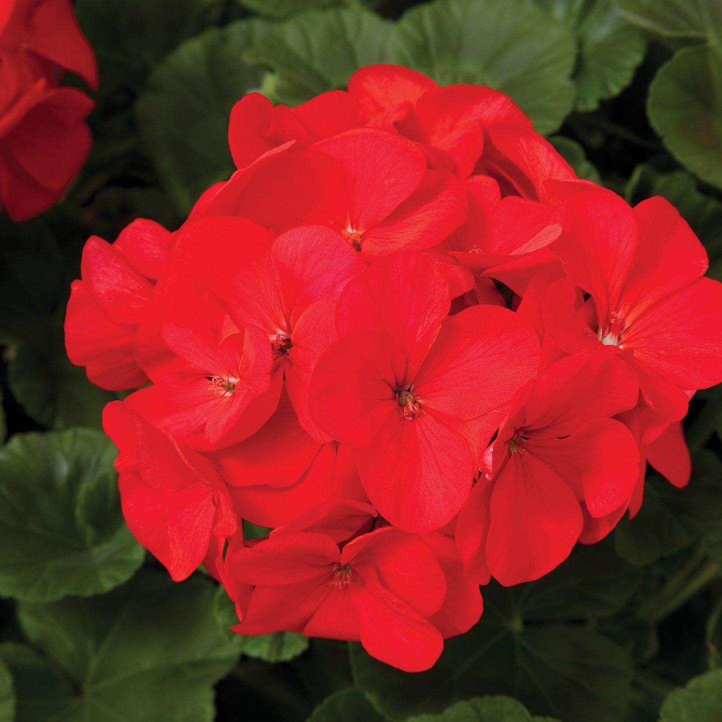 Maverick F1 Series Geranium Flower Garden Seeds - Red - 100 Seeds - Annual Flower Gardening Seed - Pelargonium x hortorum