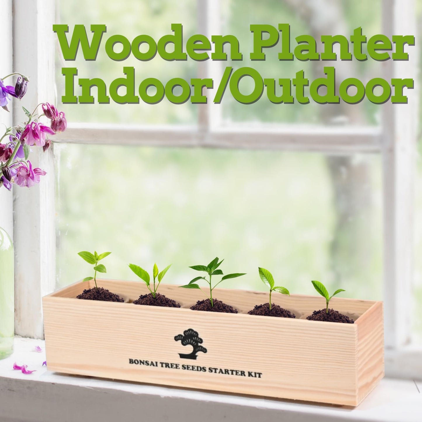 Sproutix Indoor Bonsai Garden Starter Kit, 5 Seeds Growing into Red Maple, Wisteria, Black Pine, Judas Tree, Acacia, Including Complete Gardening Planters & A Planter Box for Women