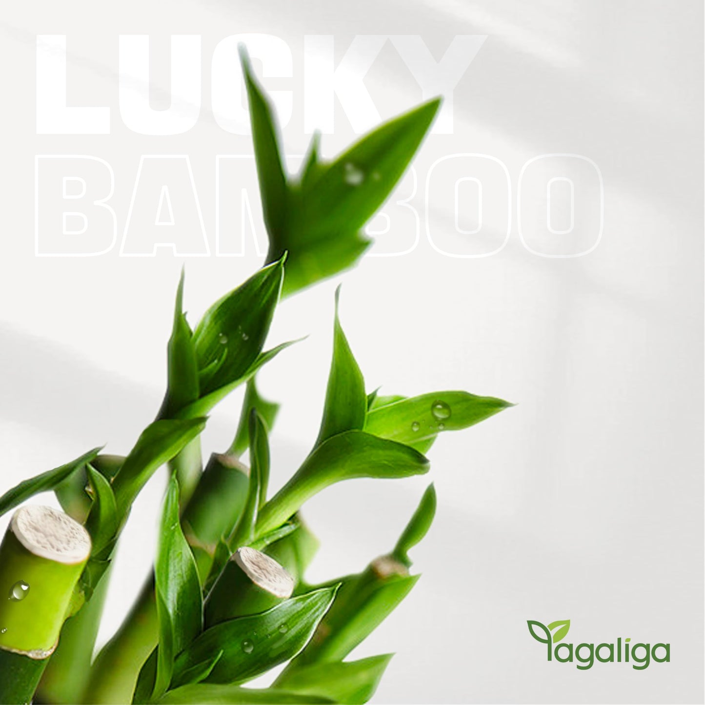 Yagaliga Lucky Bamboo 3-Stalk Set with Pebbles in Elephant Pineapple Pot – 6'' 6'' 8'' Live Houseplant for Good Fortune
