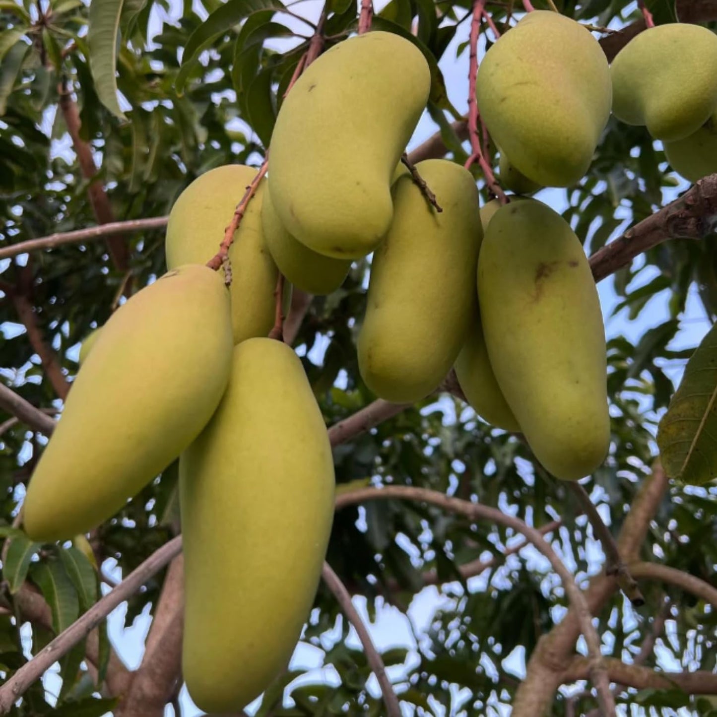 Thai Mango Plant Live, Sweet Tropical Mango Live in 3 Gallon Pot, Mango Fruit Tree for Outdoor Planting, 3-4 Feet Tall, No Ship to CA