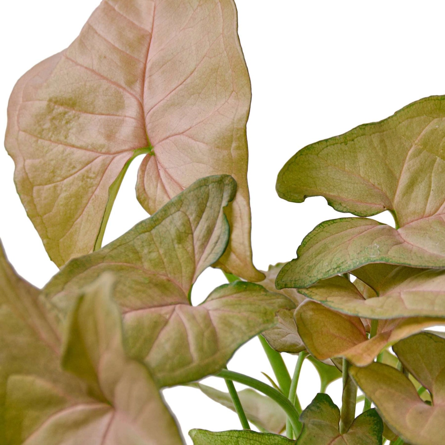 Syngonium 'Strawberry' Live Plant for Indoor | Different Houseplants in 4'' & 6'' Pot | Real House Plant for Living Room, Office, Desk & Bathroom | Goosefoot Plant | Nephthytis | Elephant Ear