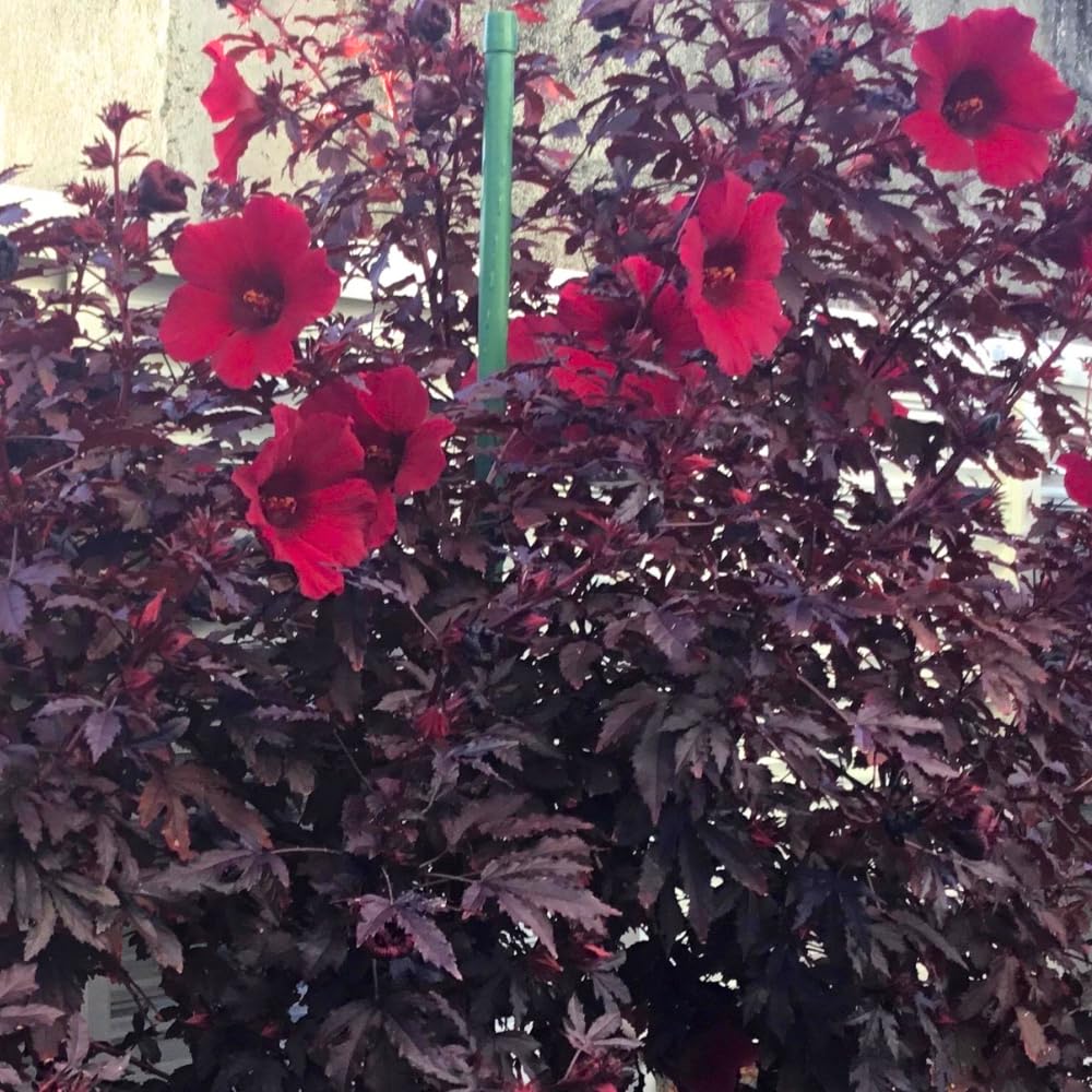 2 Hardy Hibiscus Plants Live, Cranberry Hibiscus Flowers Plants from 5 Inches Tall