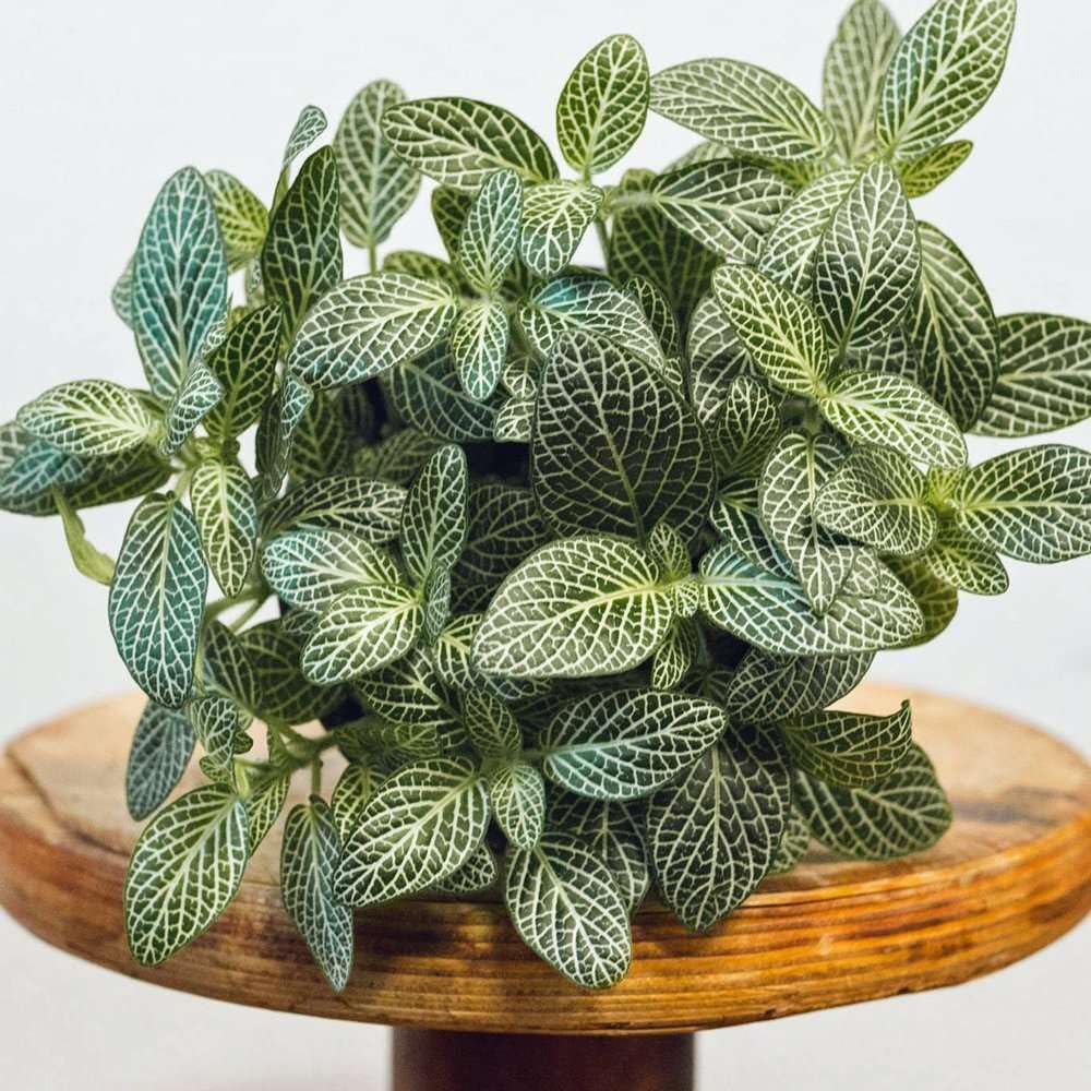 Fittonia White Live Plant for Indoor | Different Houseplants in 4'' & 6'' Pot | Real House Plant for Living Room, Office, Desk & Bathroom | Nerve Plant | Fittonia albivenis