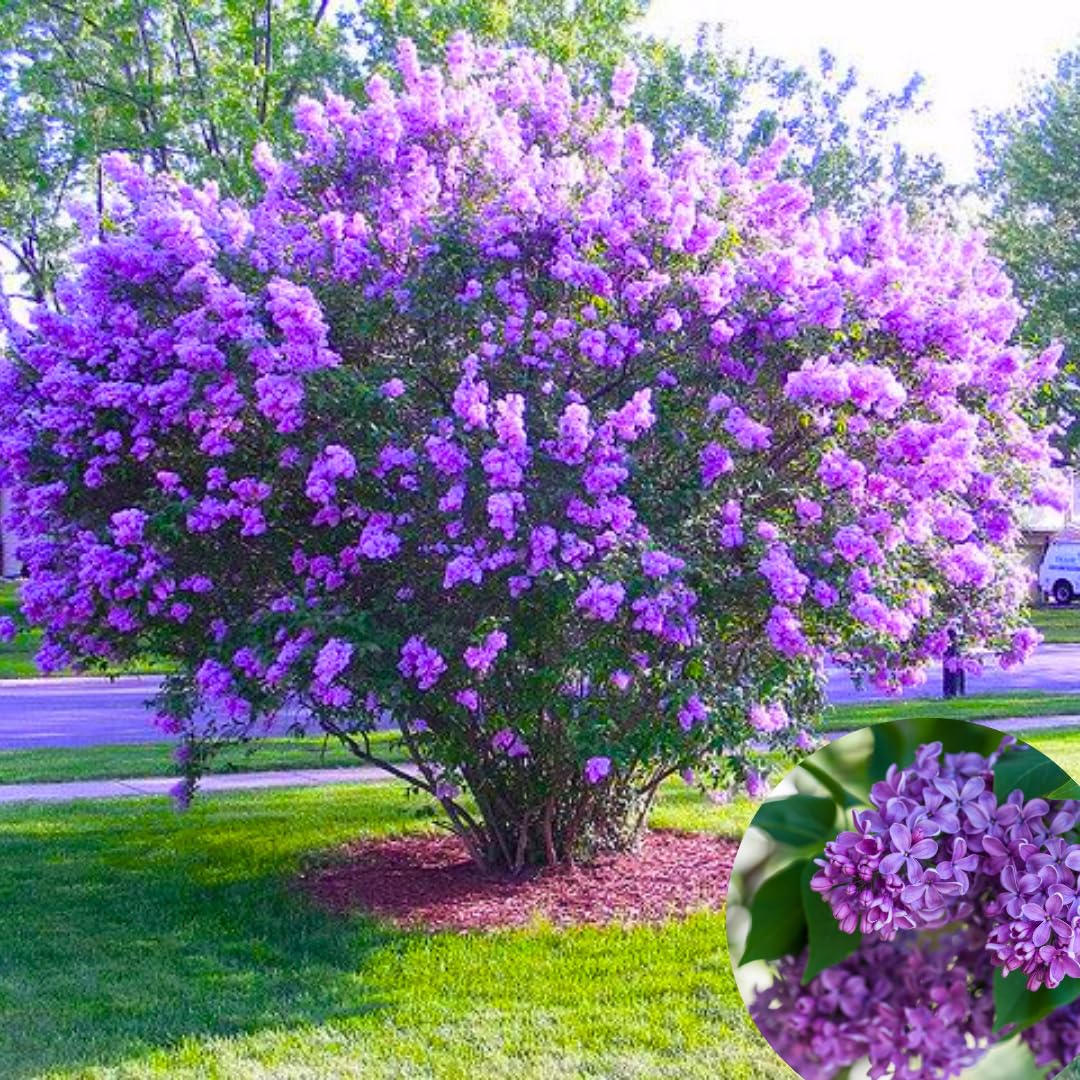 2 Lilac Trees Live Plants, 1 Year Old Well-Rooted Purple Syringa Bushes Seedling,6 to 12 Inches Tall, Fragrant, Zones 3-7
