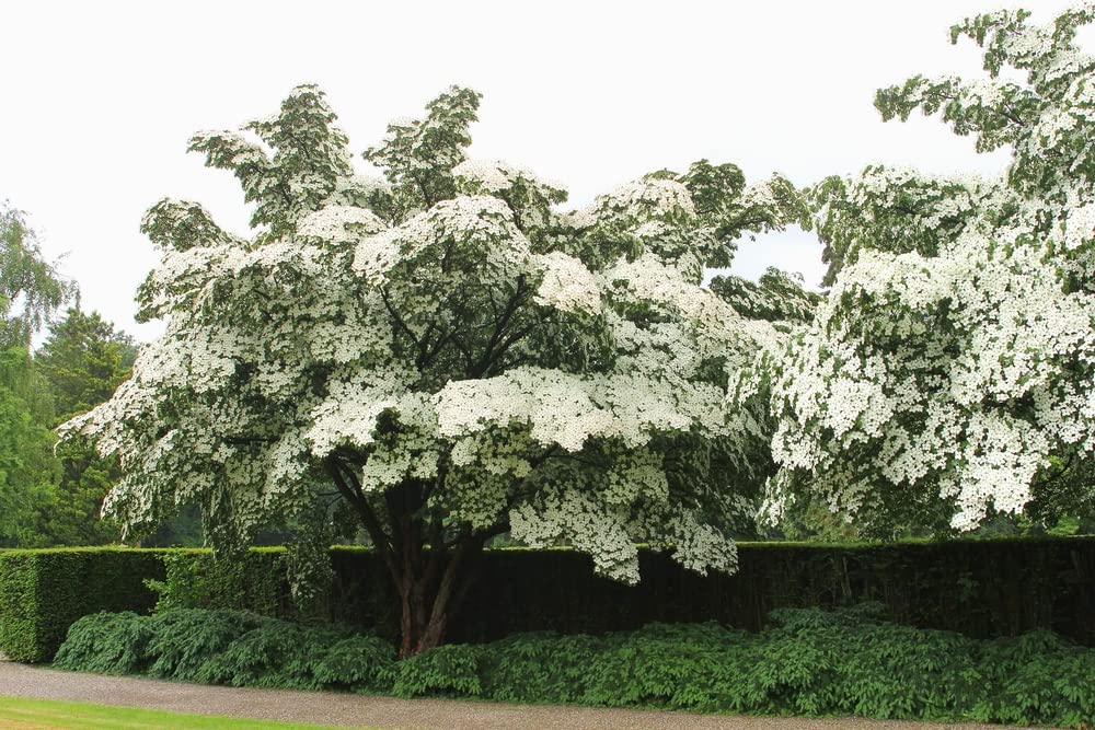 Kousa Dogwood Tree Seedlings for Planting - Cornus kousa - No California (2 Dogwood Trees)