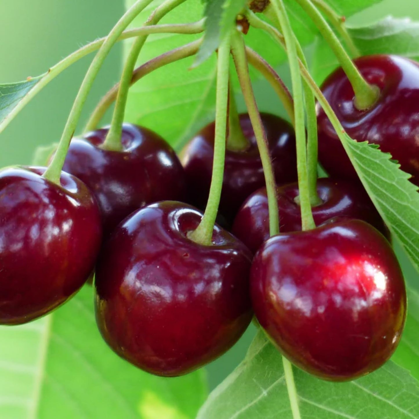 30+ Cherry Tree Seeds for Planting, Heirloom & Non-GMO Sweet Juicy Fruits Outdoor Garden Planting Great Gardening Gift
