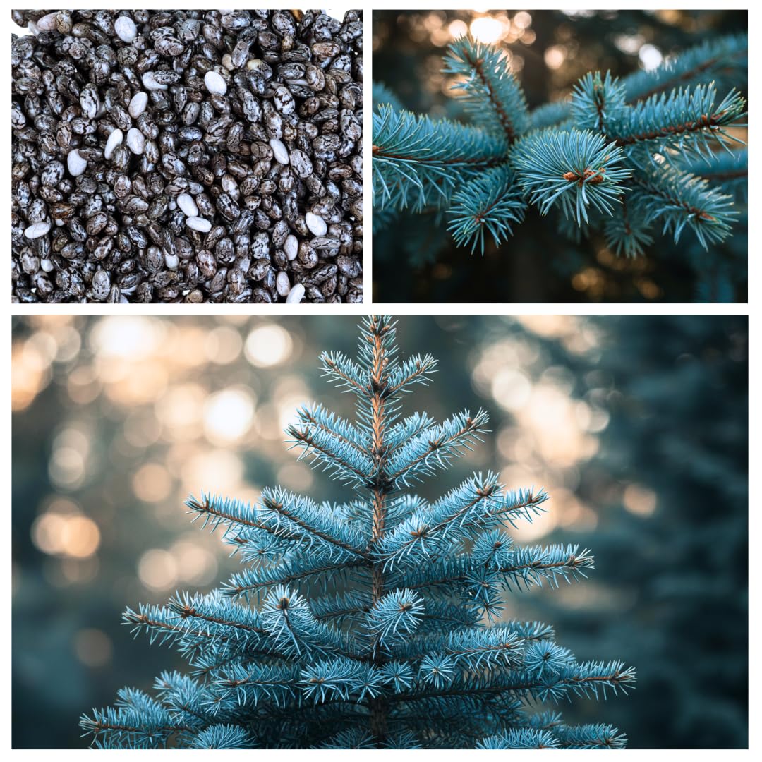 100 Blue Spruce Seeds for Planting | Colorado Blue Spruce, Picea pungens glauca | Attractive Trees fro Privacy or Landscaping