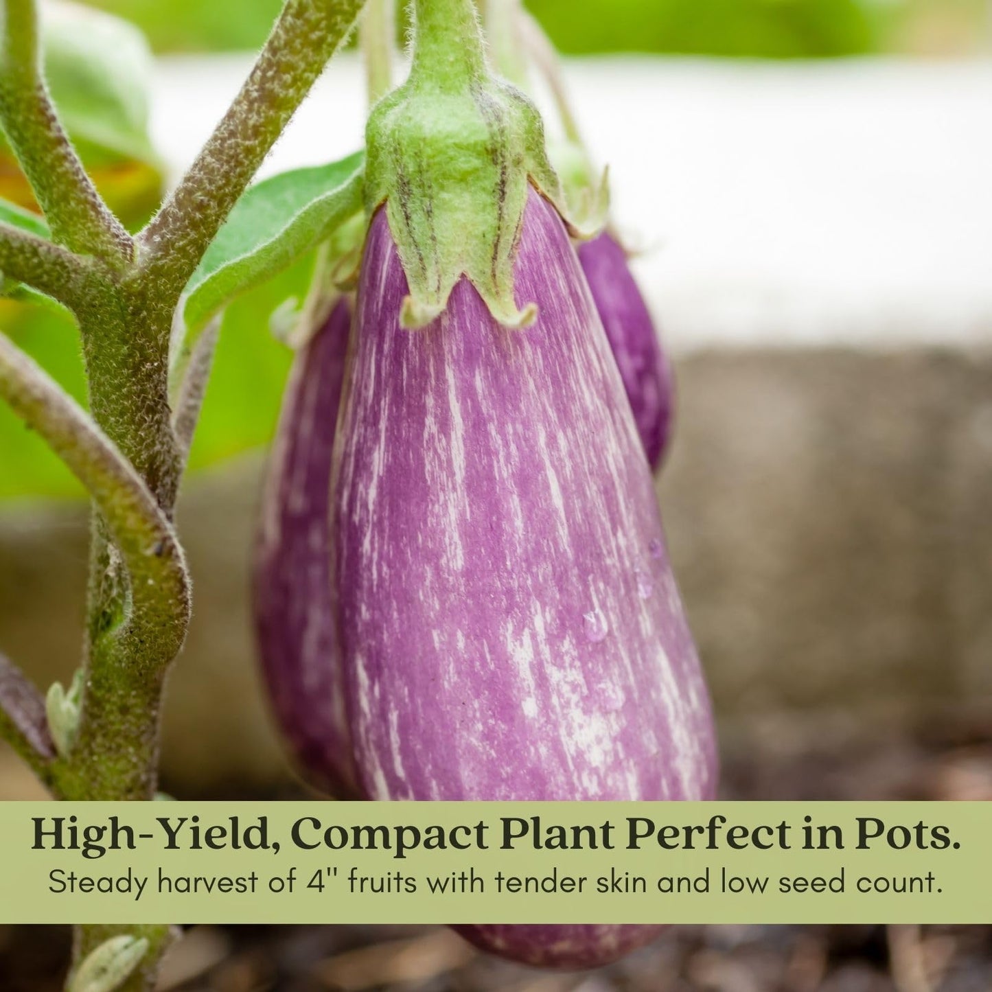 Clovers Garden Eggplant Fairytale Plants - Two (2) Live Plants – Non-GMO - Not Seeds - Each 4" to 8" Tall – in 4" Inch Pots -Striped Lavender-White Fruit, High-Yield