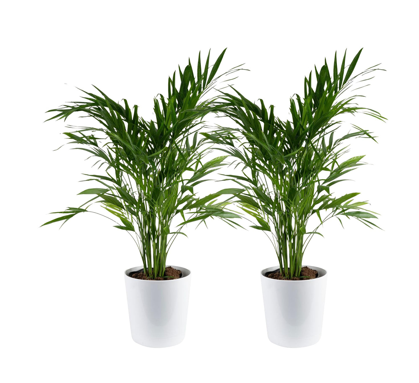 Costa Farms Cat Palm Live Plants in Decorative Pot, Large Indoor Houseplant, Perfect for Home, Room, or Office Decor, Great House Warming or Birthday Gift, 3-4 Feet Tall, Pack of 2