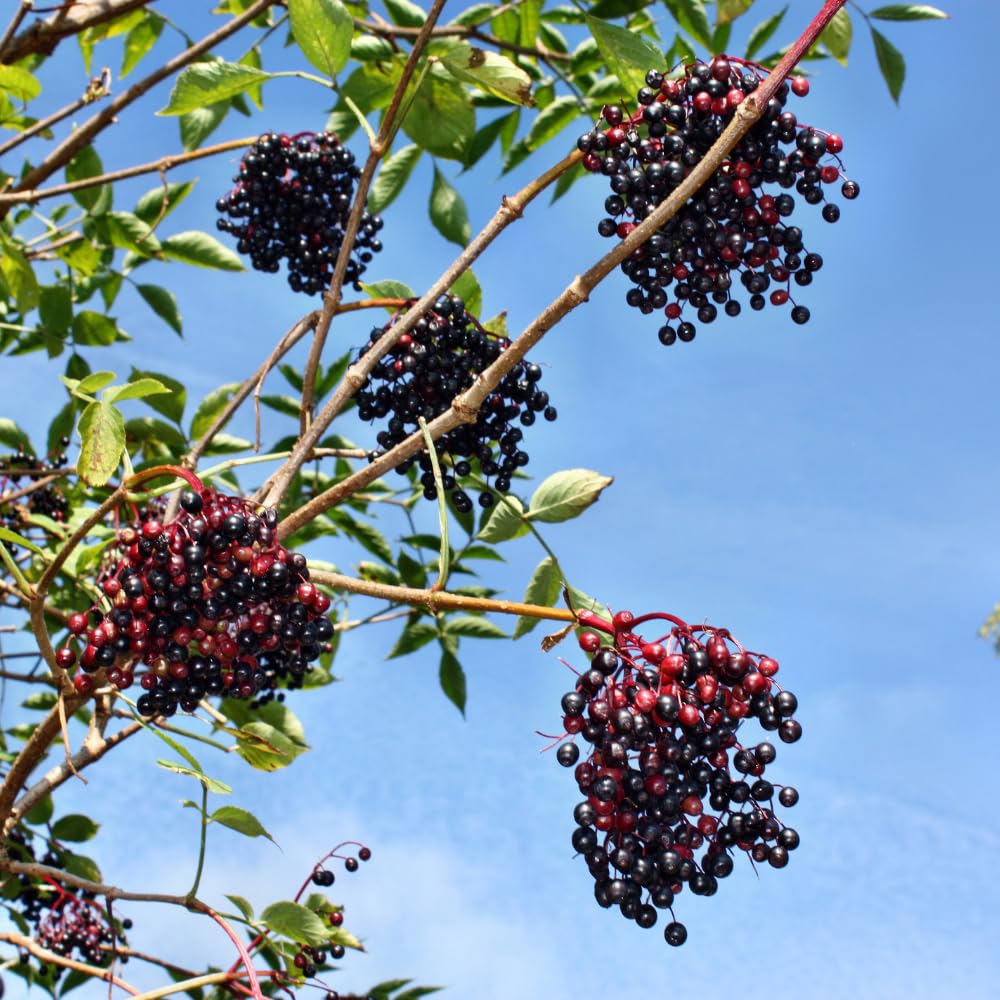 Elderberry Plants Live for Planting, Elderberry Bushes Live Plant in One Gallon Pot, Cold Hardy and Perennial Shrub for Outdoor Garden, 2-3 Feet Tall