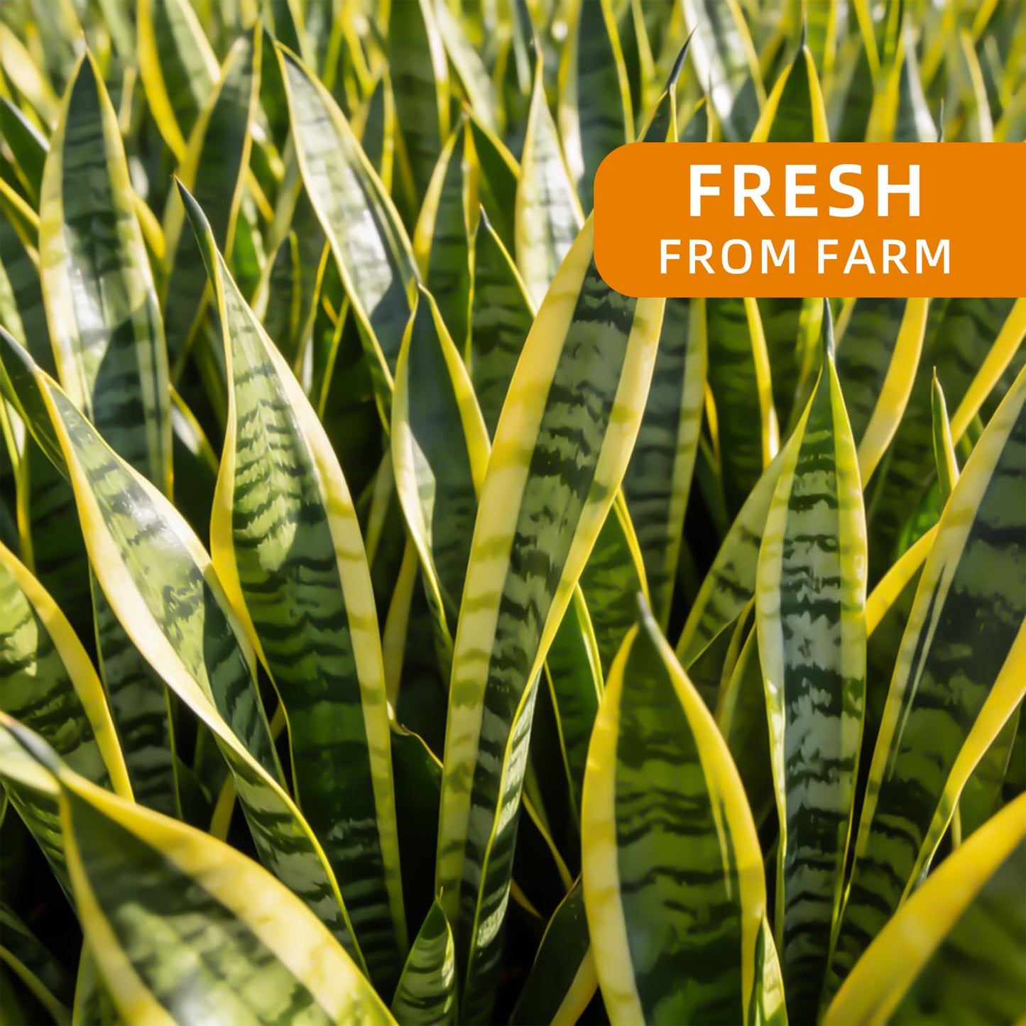 Live Snake Plant Indoor Houseplant, 8-10 Inch Sansevieria in Planter, Air Purifying Easy Care Succulent, Low Light Plant for Desk, Office, Bedroom & Tiny Spaces, Perfect Beginner Friendly Gift
