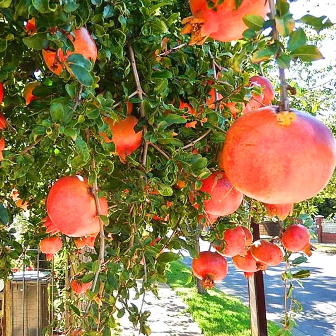 Pack 3 Pomegranate Tree Live Plant, Pomegranate Plant, Pomegranate Fruit Tree, Pomegranate Tree - Live Plant - Red Pomegranate Bush - Hardy Fruit Tree, Size 8 to 10 Inch Tall
