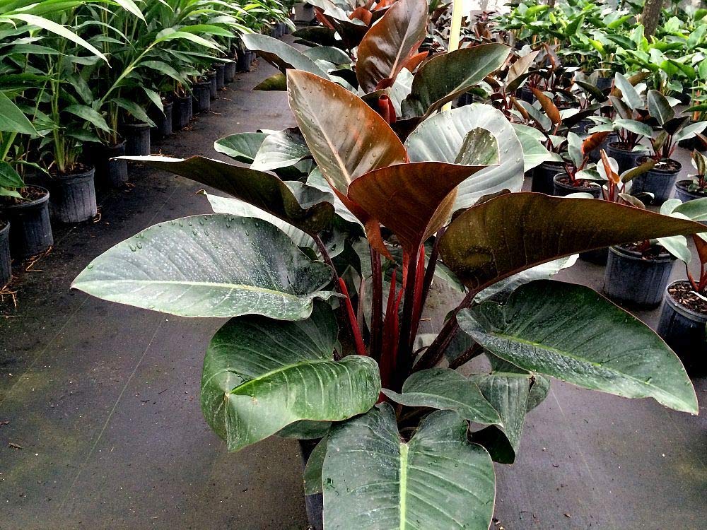 Philodendron Congo Rojo - Live Plant in an 10 Inch Growers Pot - Philodendron ‘Rojo Congo’ - Beautiful Indoor Outdoor Air Purifying Houseplant