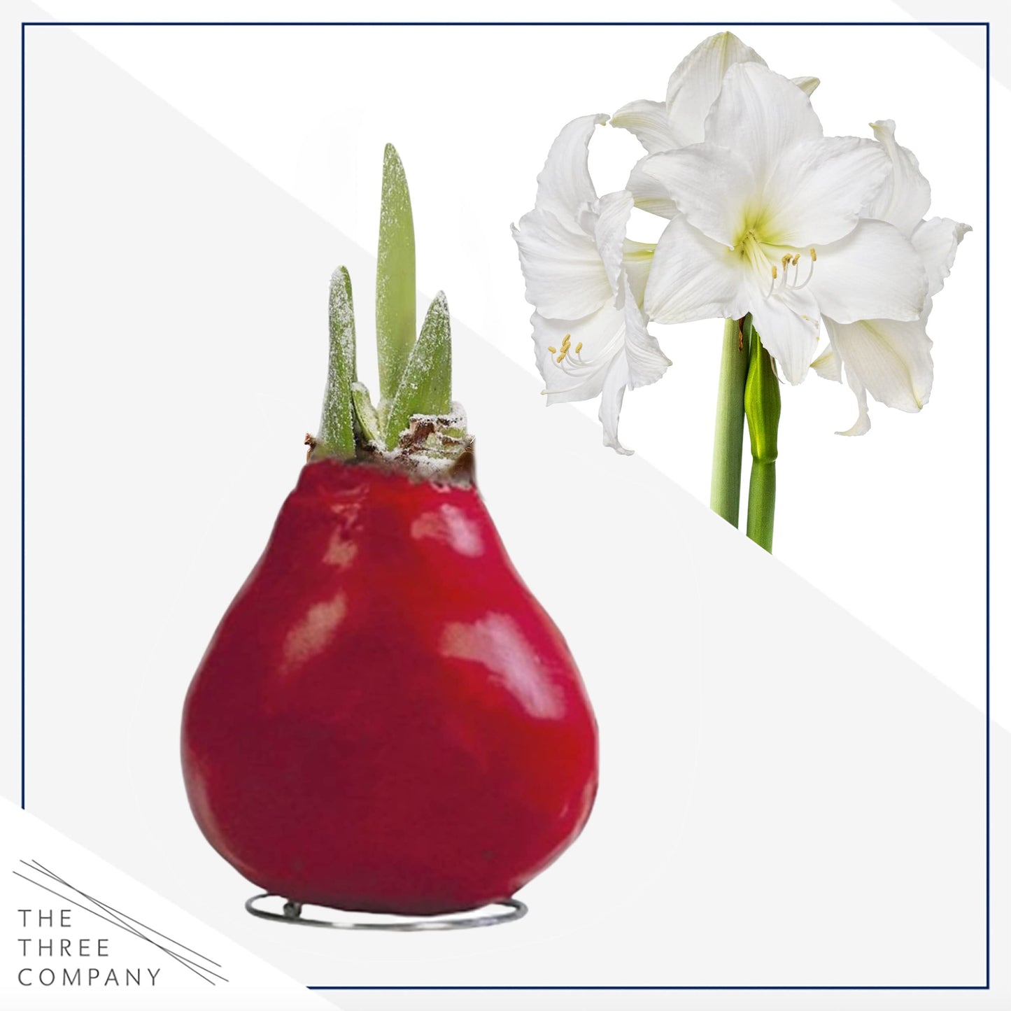 Waxed Amaryllis Bulb - Red Wax, White Blooms - Easy Care - No Watering Needed! Beautiful Live Décor!