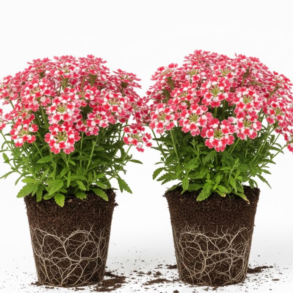 2 Red White Verbena Plants Live for Planting, Colorful Blooming Flower Plant, Verbena Live Plants, 5 to 7 Inc Tall