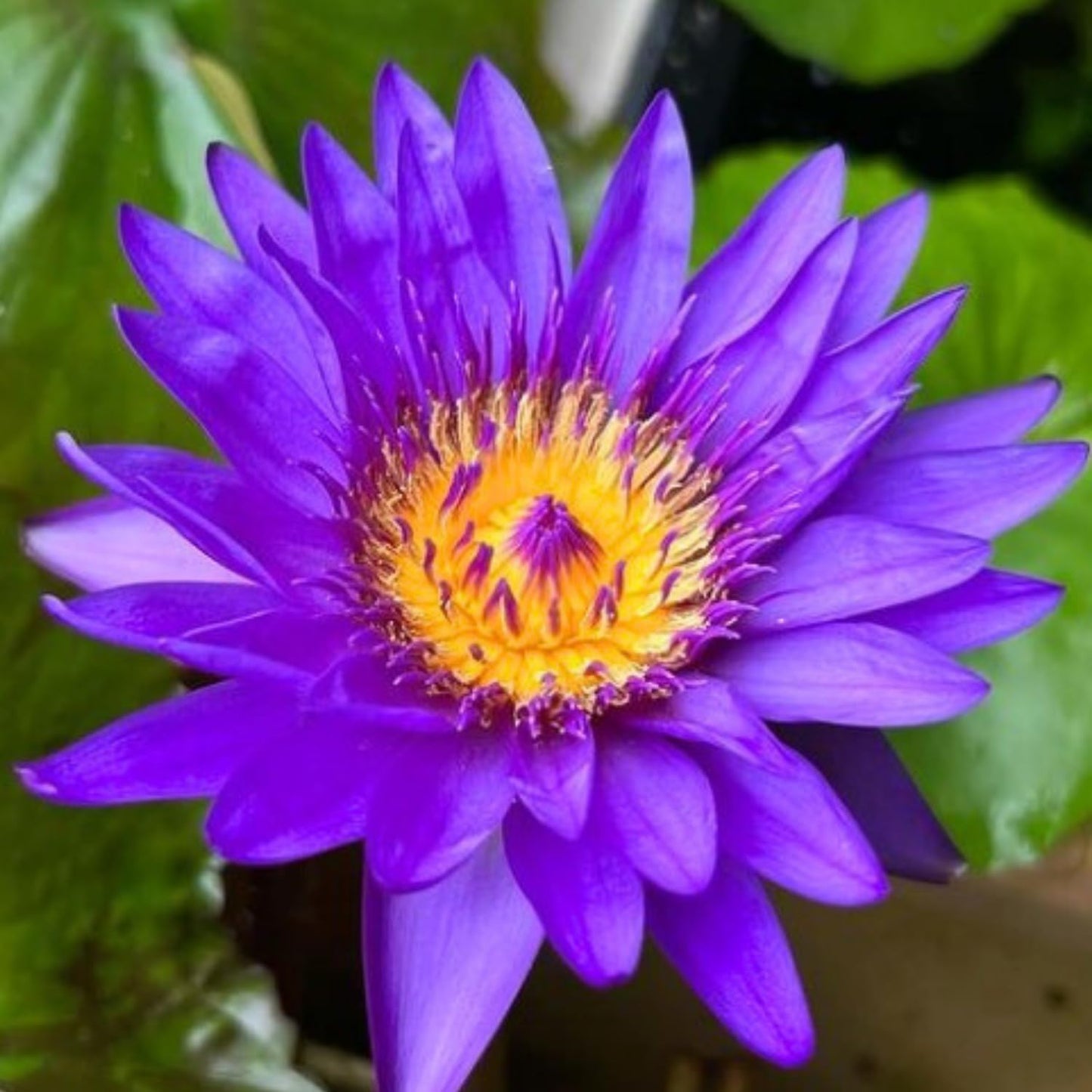3 Pre-Grown Hardy & Tropical Waterlilies Rhizomes Live Tuber in White, Red, Blue Flower for Indoor-Outdoor Pond Decoration