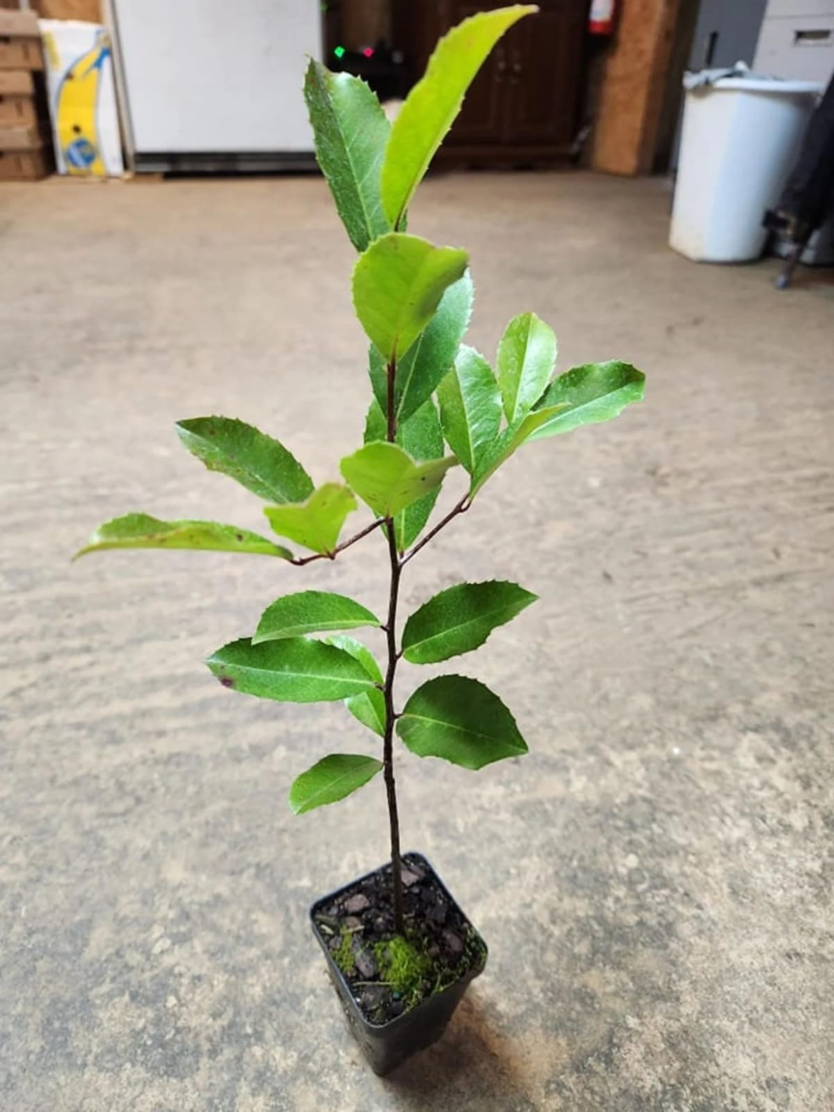 Live Plant - Cherry Laurel Shrub/Hedge - 6-12" Tall Seedling - Live Plant