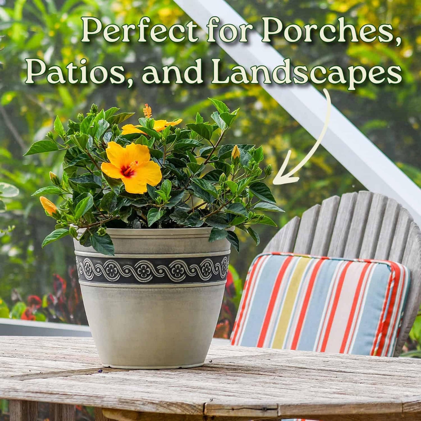 Tropical Plants of Florida Dwarf Yellow Hibiscus Bush Live Plant Red Throat - 3 Gallon 22 to 26 Inch Tall Tropical Flowering Shrub Patio Garden Plant
