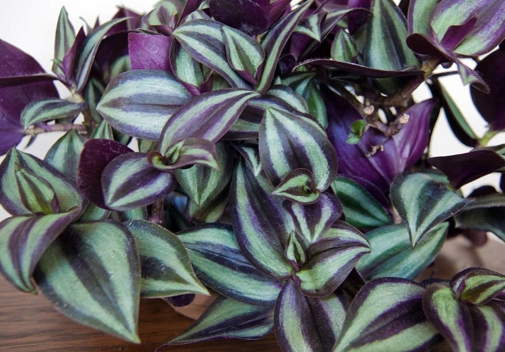 Purple Wandering Jew - Easy to Grow House Plant - Inch Plant - 4" Pot