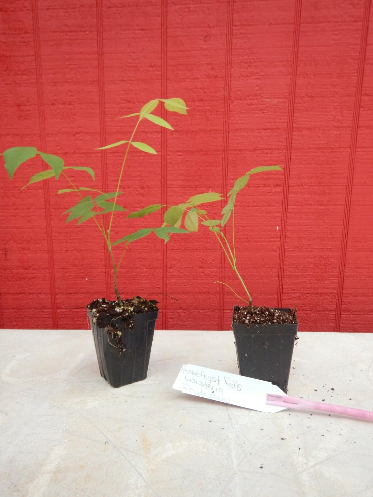Live Plant - Wisteria Frutescenslive Starter Plant