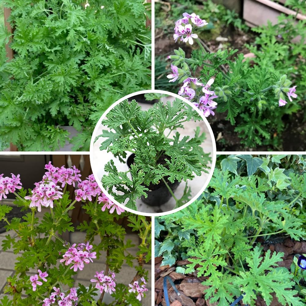 Set 2 Citronella Live Plants 4-7 Inches, Fragrant Citronella Geranium for Growing Outdoor Garden
