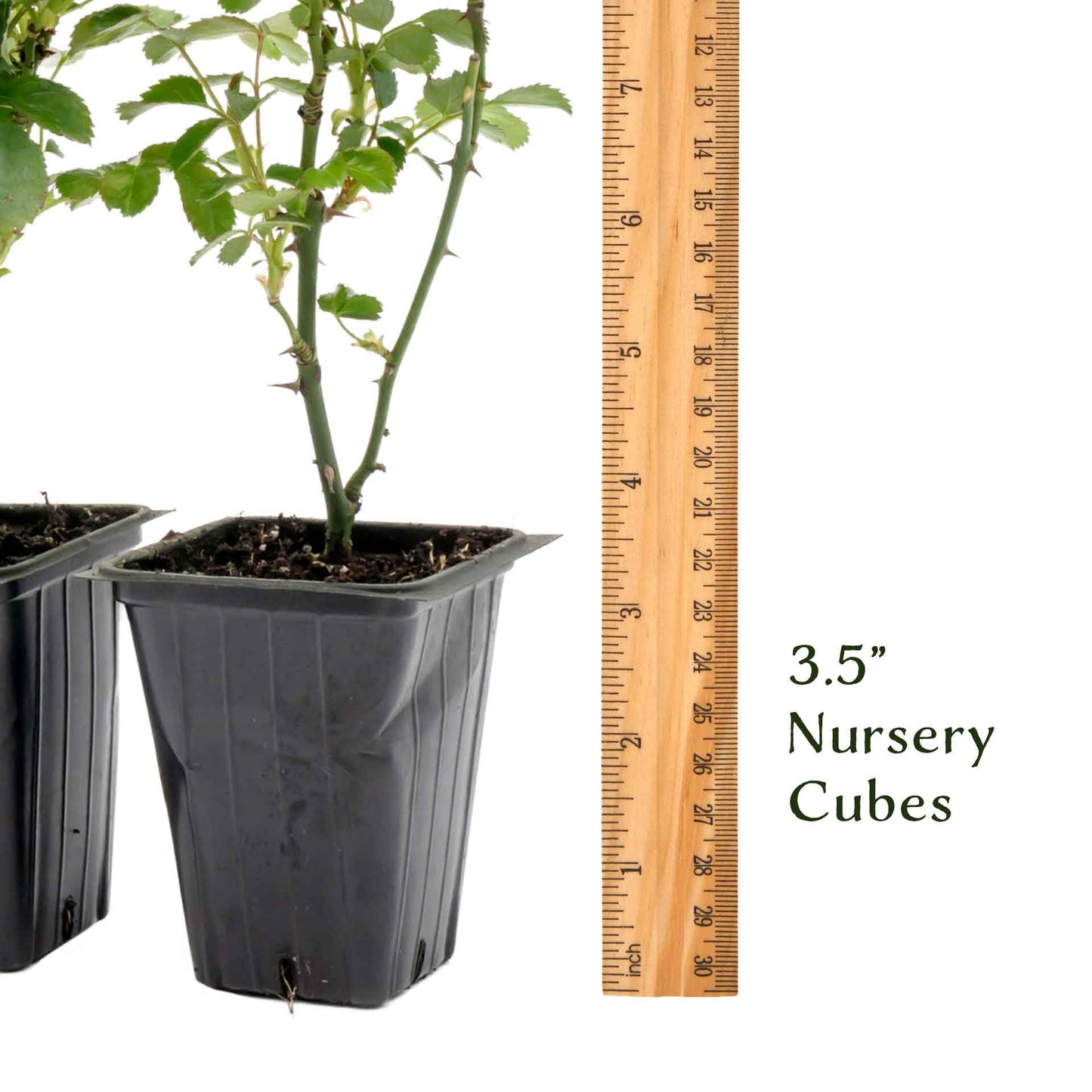 2 Pink Carpet Rose in 3.5” Nursery Cubes (Rosa ‘Flower Cover Pink’) | Low-Growing Groundcover Rose Shrub for Borders, Containers, and Mass Plantings | Ready-to-Plant Live Starter Plants