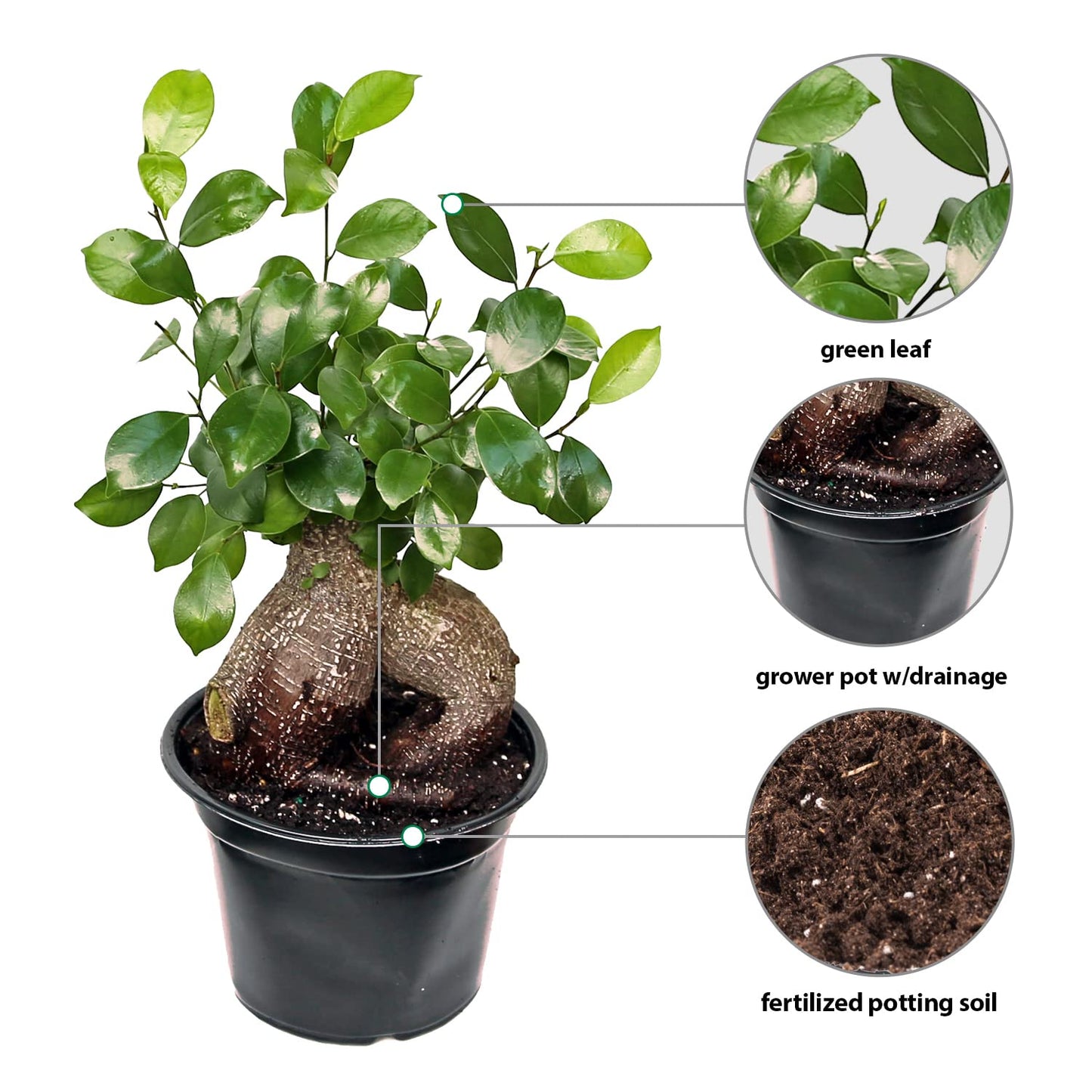 Live Ginseng Ficus, Ficus Retusa, Taiwan Ficus, Banyan Fig, Bonsai Houseplant, Birthday Gift, Housewarming Gift for The Home, Plant Lover Gift, Live Potted Houseplant in 6" Pot