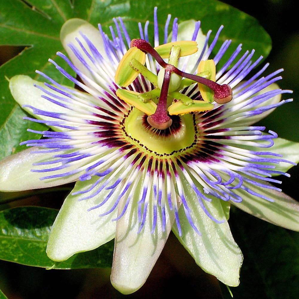 50+Perennial Passiflora Caerulea Passion Flower Seeds for Planting Outdoor-Edible Fruit Plant Attract Butterflies and Bees