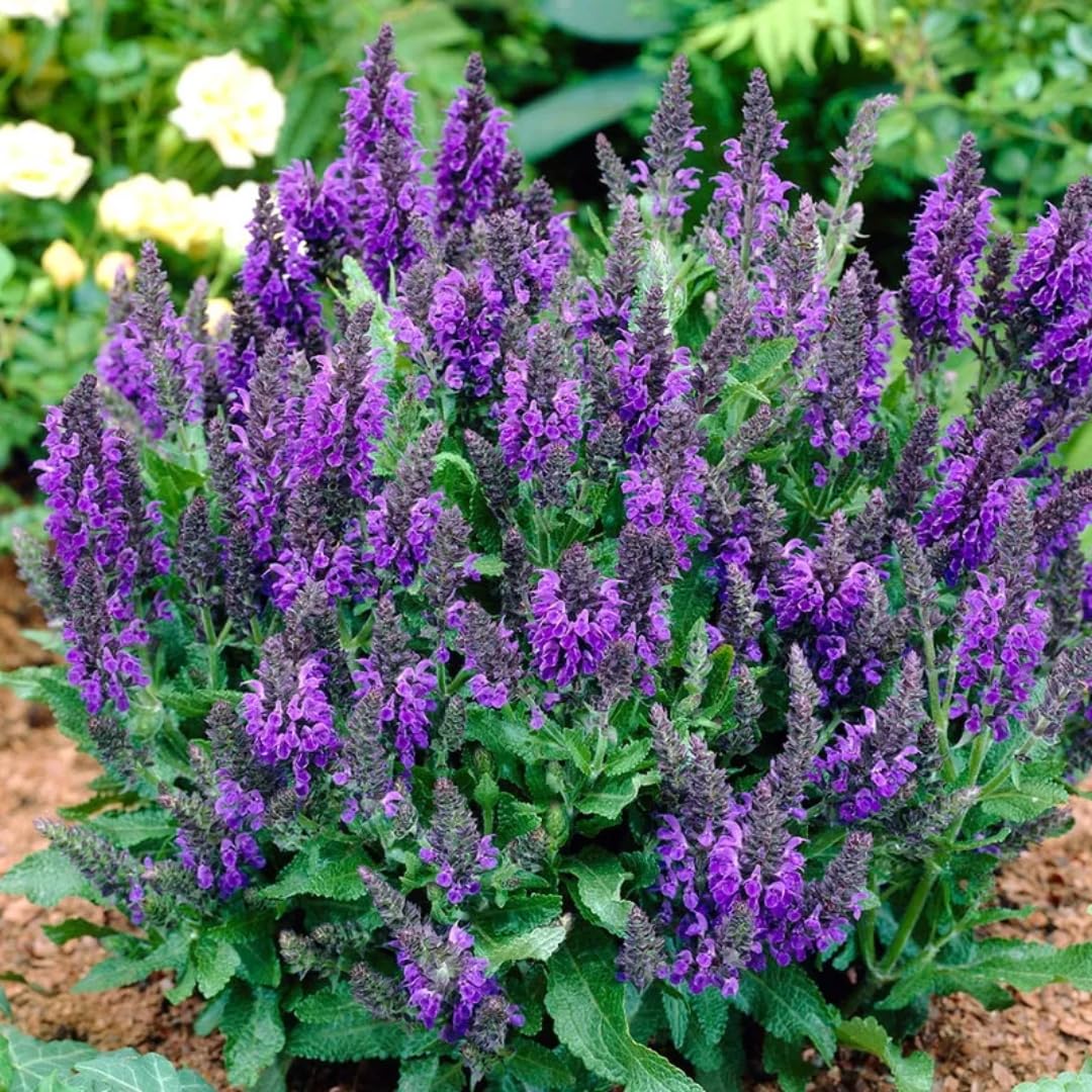 Violet Blue Purple Sage Live Plant, Salvia Plant Live Herb for Grow Indoors Outdoor in 3 Inch Pot