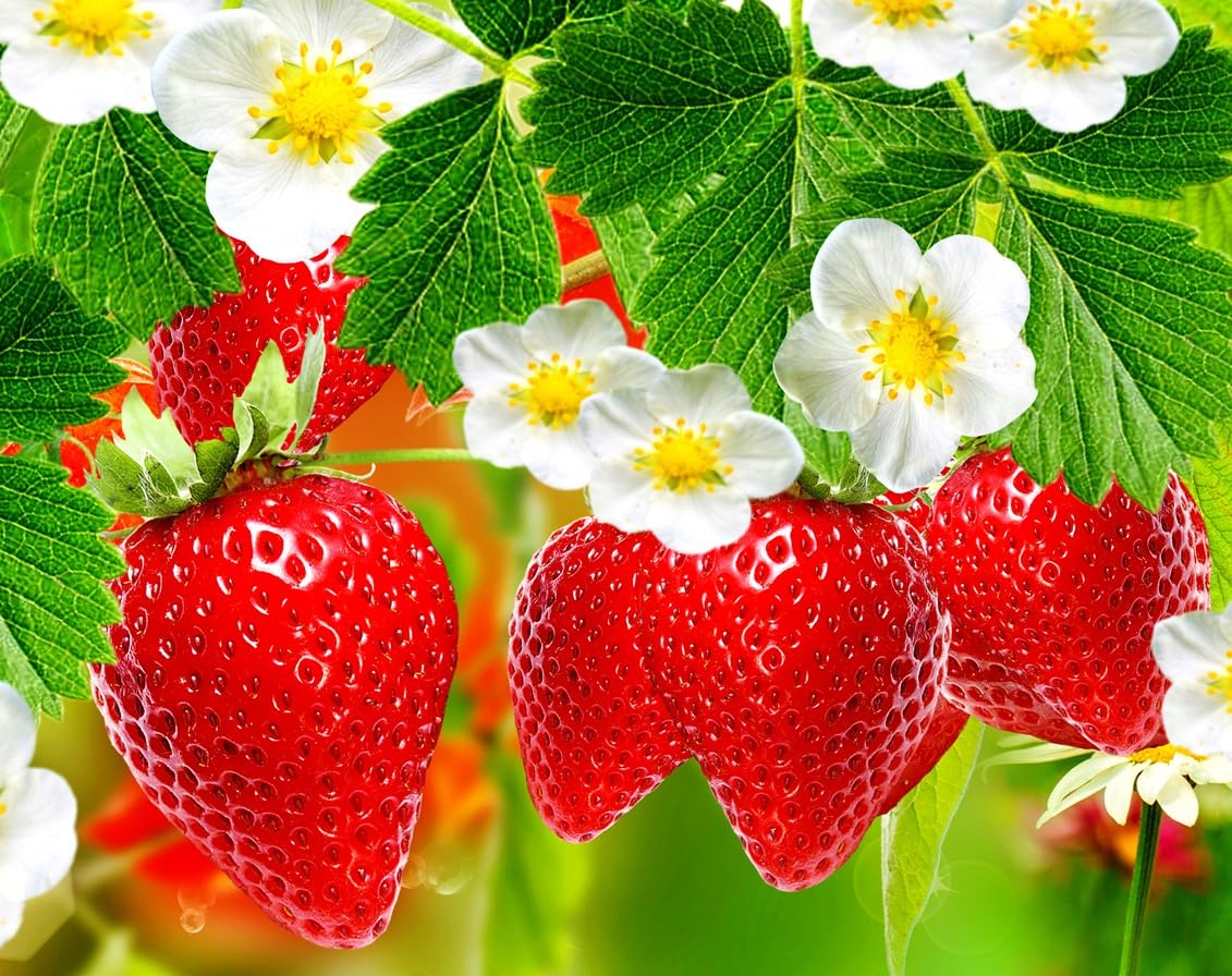 Albion Strawberry Plants for Growing - Great for Planters or Raised Beds, Well Rooted (15 Plants)