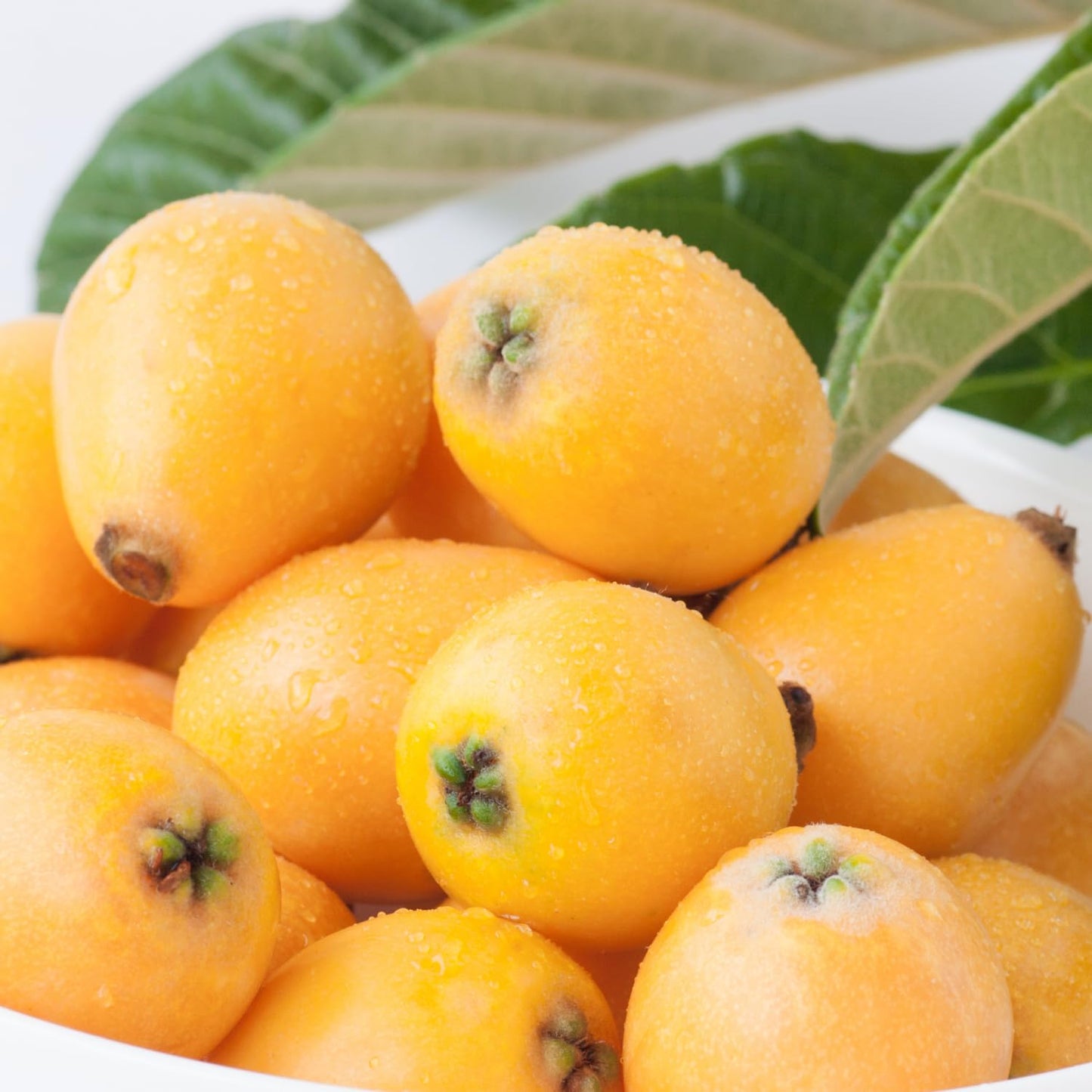 Loquat Fruit Tree Plant Live, Well-Rooted Plant for Garden, 10-14 Inches Tall, Half Gallon Pot