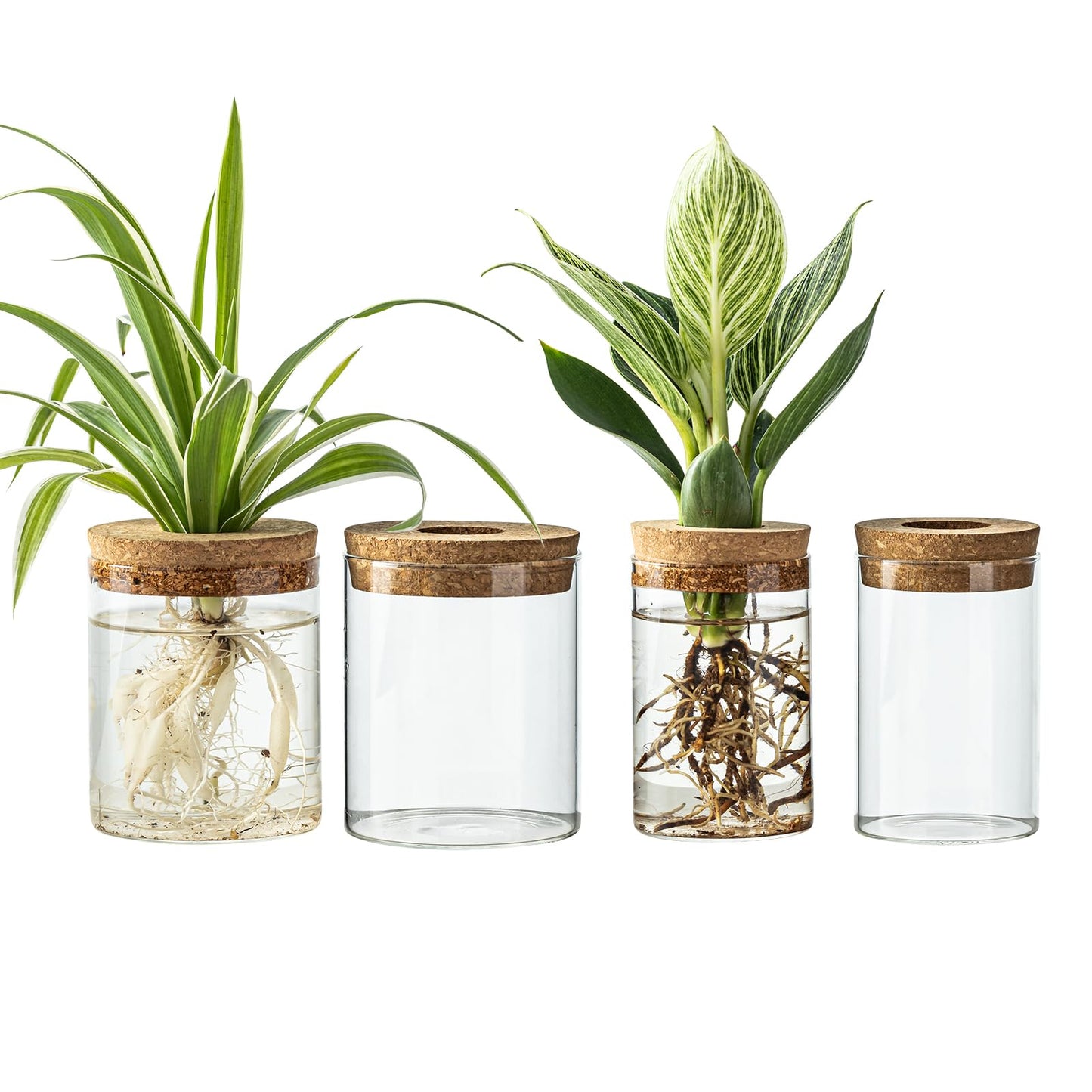 CHPINDAM Glass Propagation Stations for Plants -Desktop Flower Vases,Propagation Flower Vases Set – 2 Large & 2 Small for Plant Cuttings，for Living Room, Bedroom Decoration,Home,Office Decor (4)