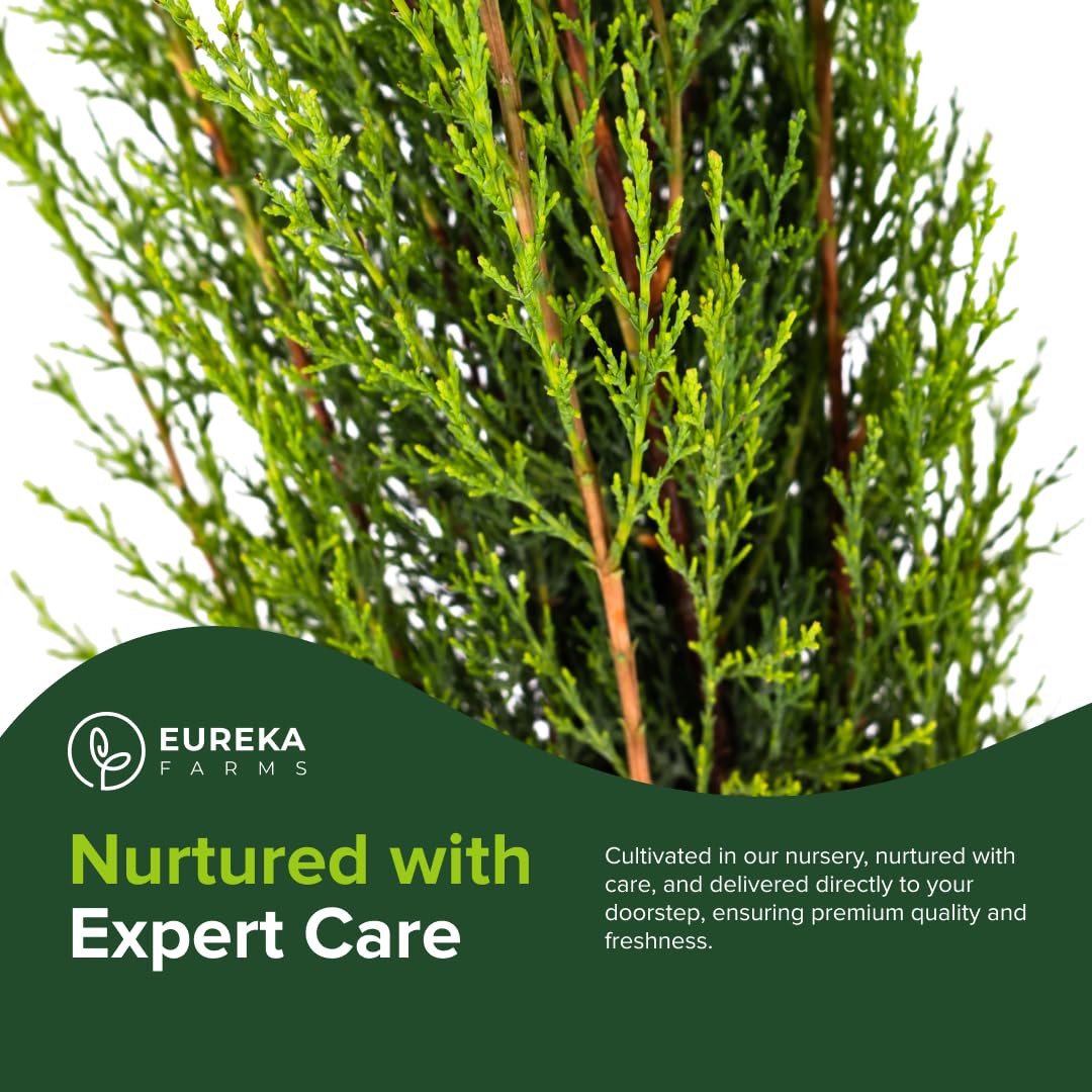 Dwarf Italian Cypress Tree – Live Mediterranean Evergreen for Landscaping, Low Maintenance, Air Purifying Outdoor Plant, Perfect for Garden Hedges and Privacy Screens (2gal Pot 3-4ft)